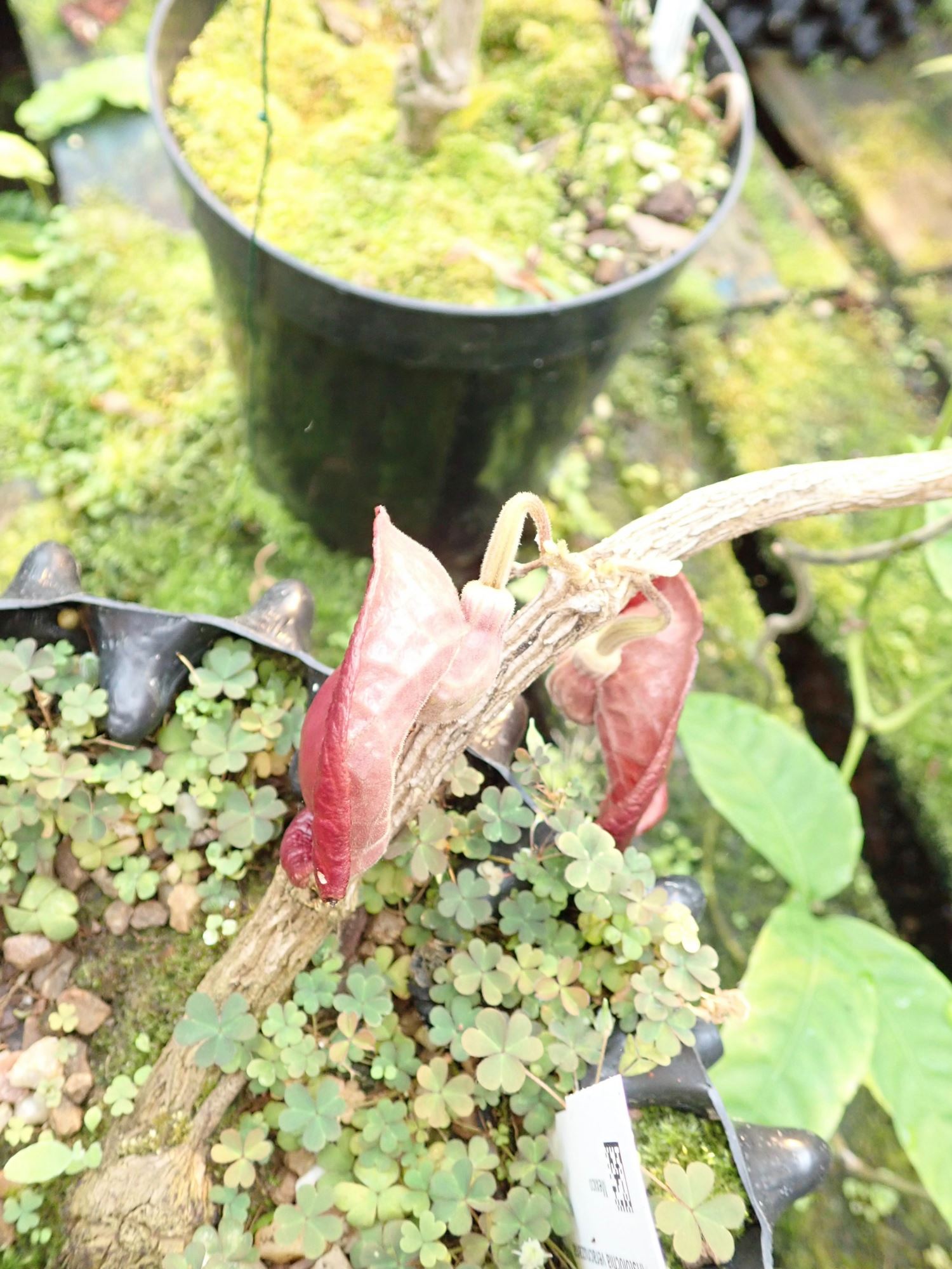 Image of Aristolochia veracruzana