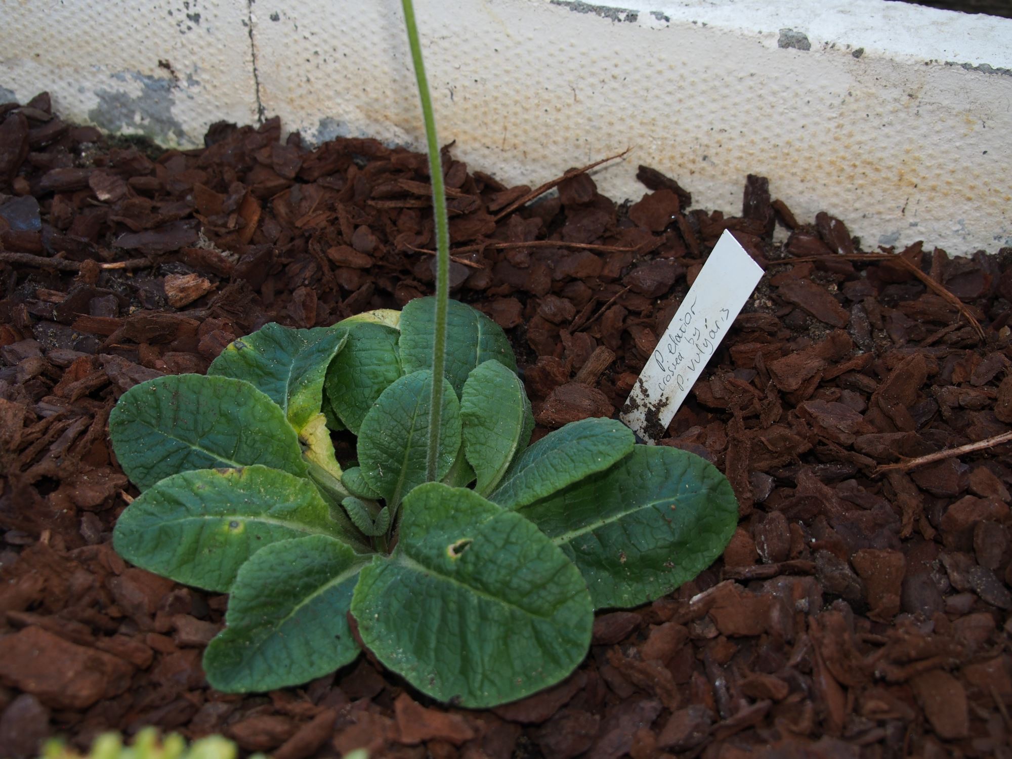 Image of Primula elatior
