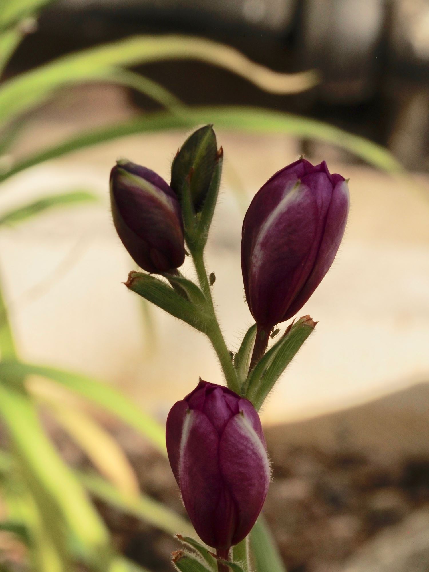 Image of Babiana villosa