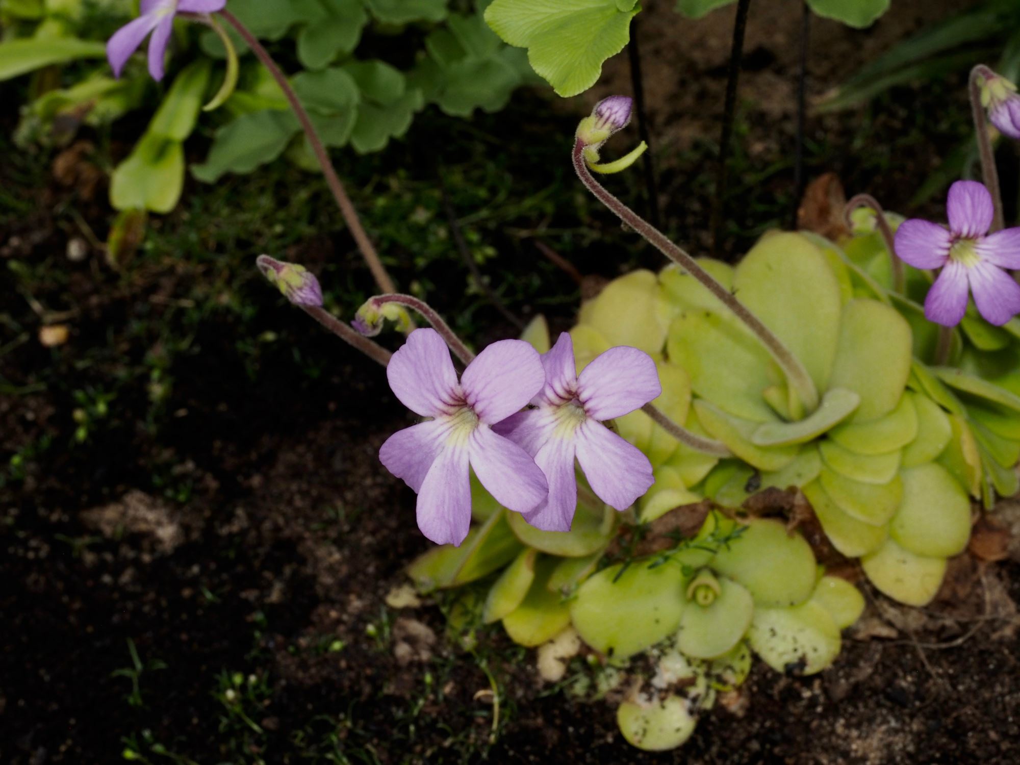 Image of Pinguicula laueana Ã— P. agnata