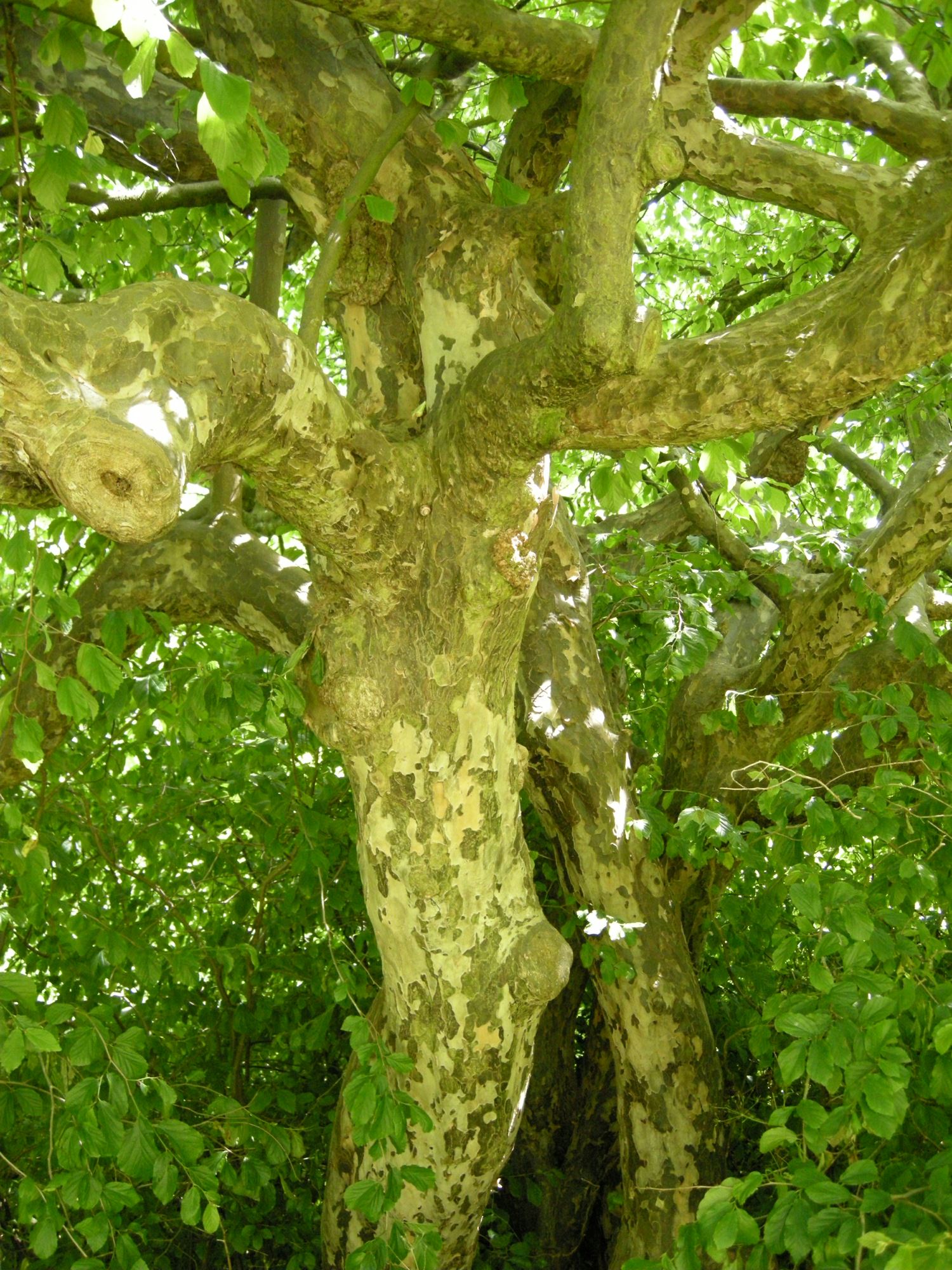 Image of Parrotia persica