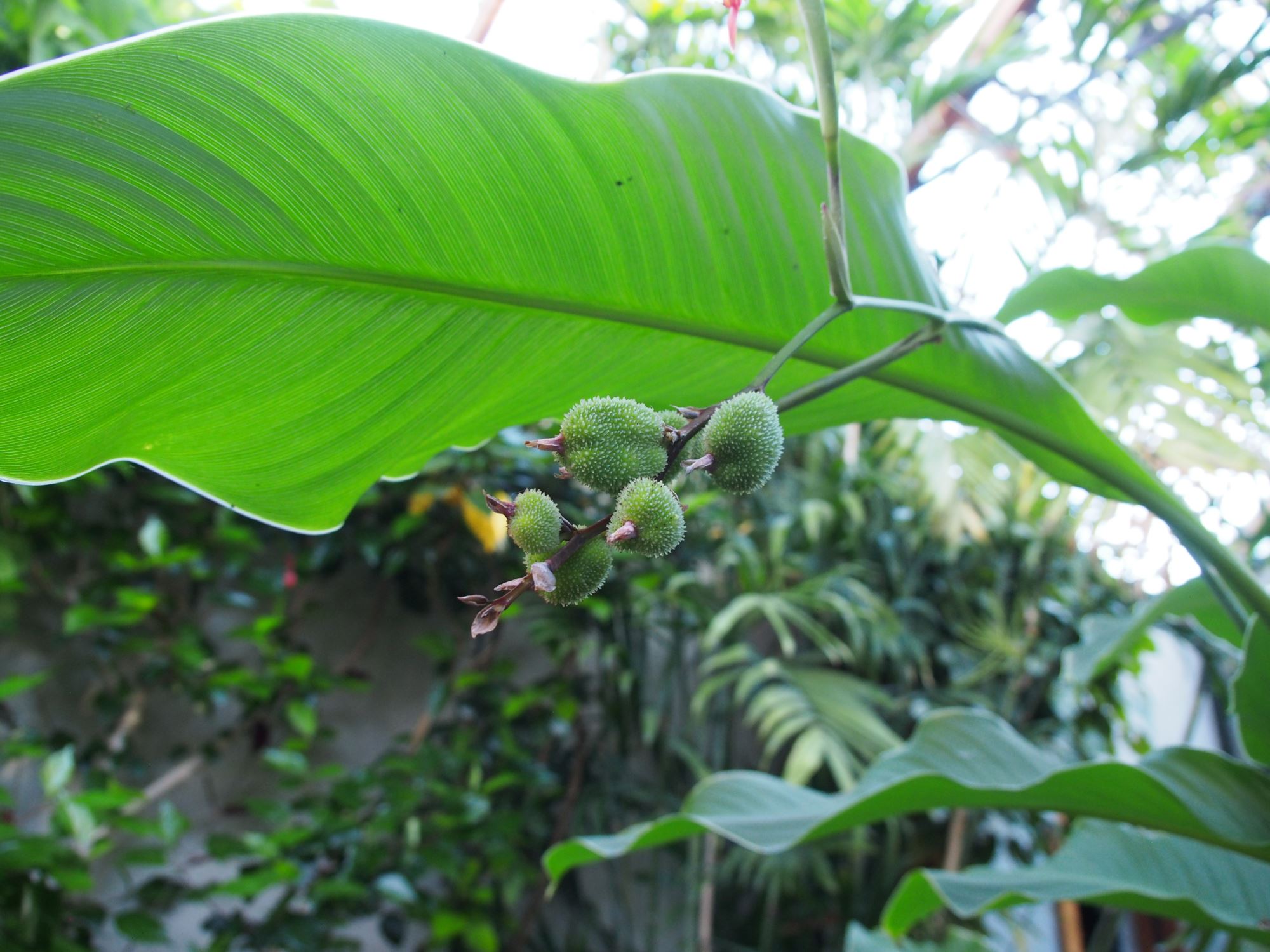 Image of Lebronnecia kokioides