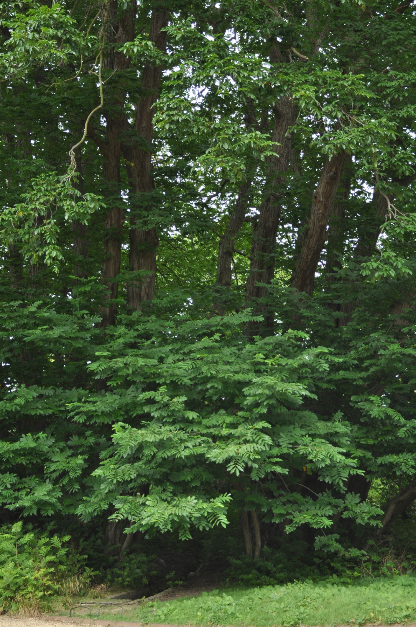 Image of Pterocarya fraxinifolia