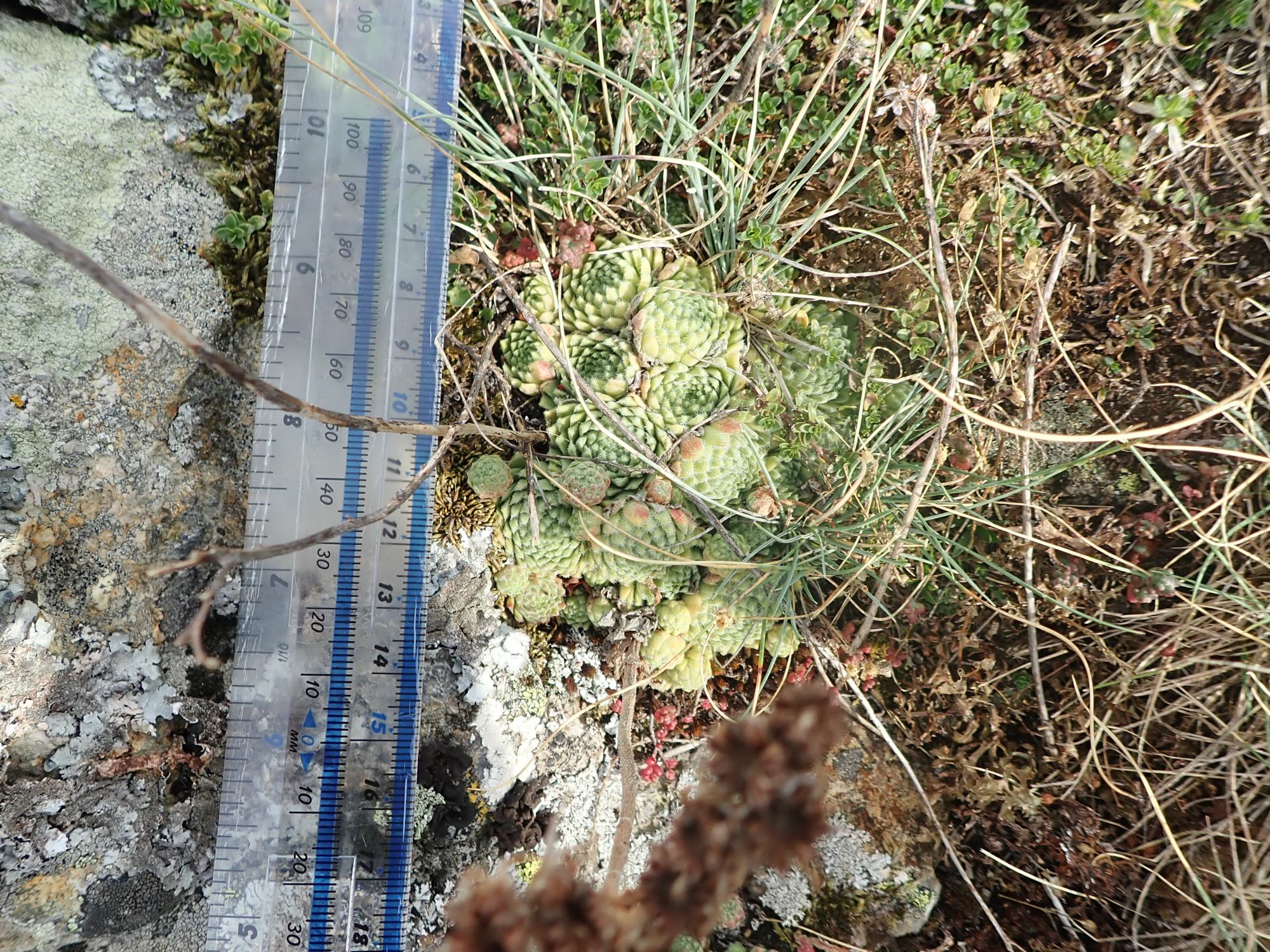 Image of Sempervivum montanum
