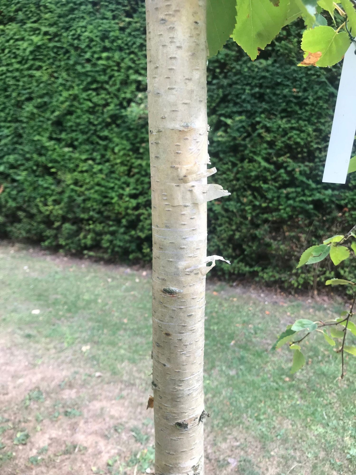 Image of Betula ermanii var. ermanii