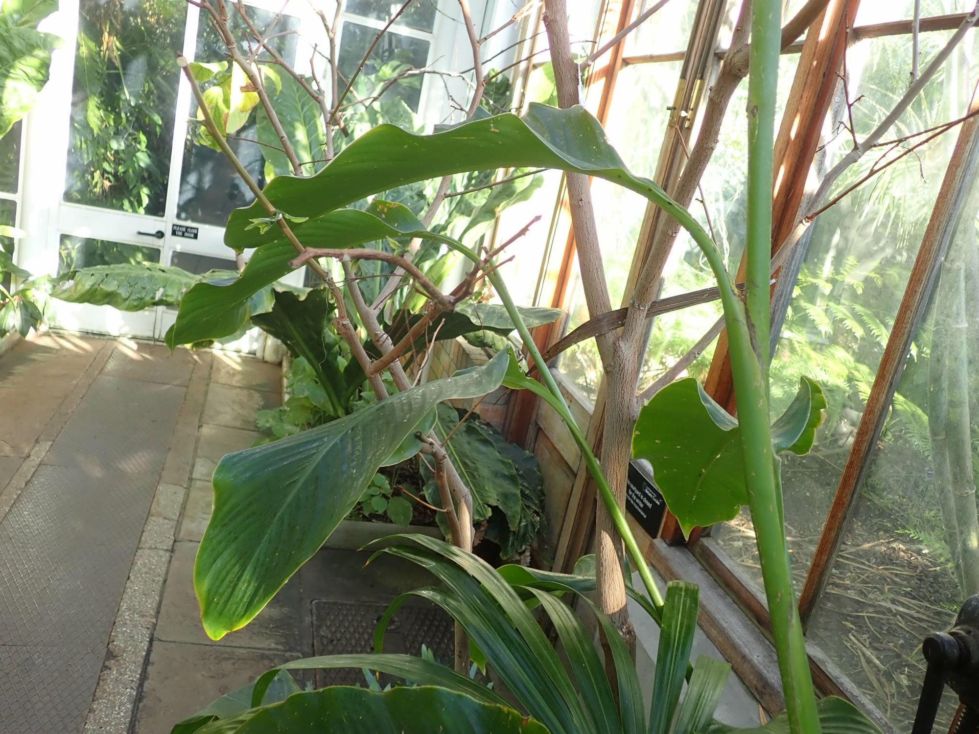 Image of Canna indica