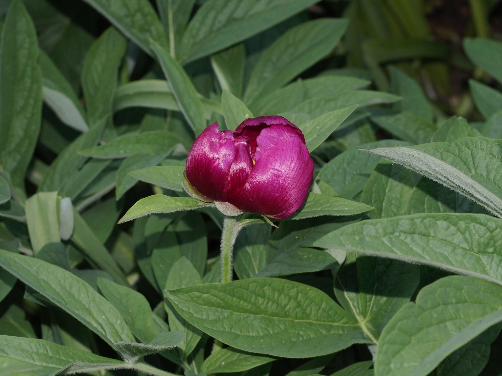 Image of Paeonia mascula subsp. arietina