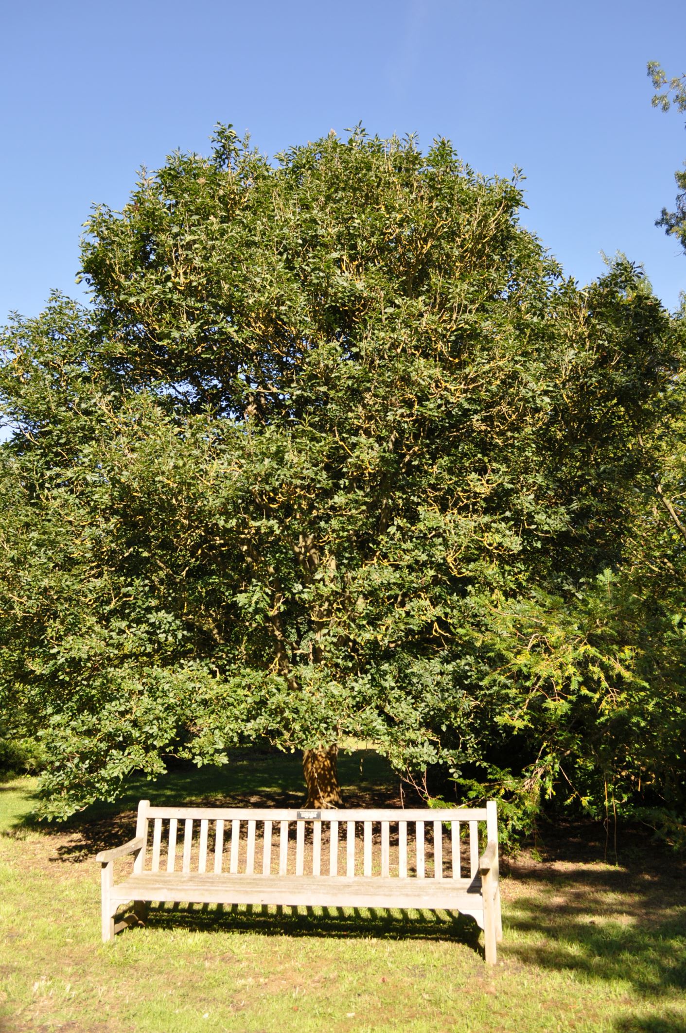 Image of Fraxinus ornus