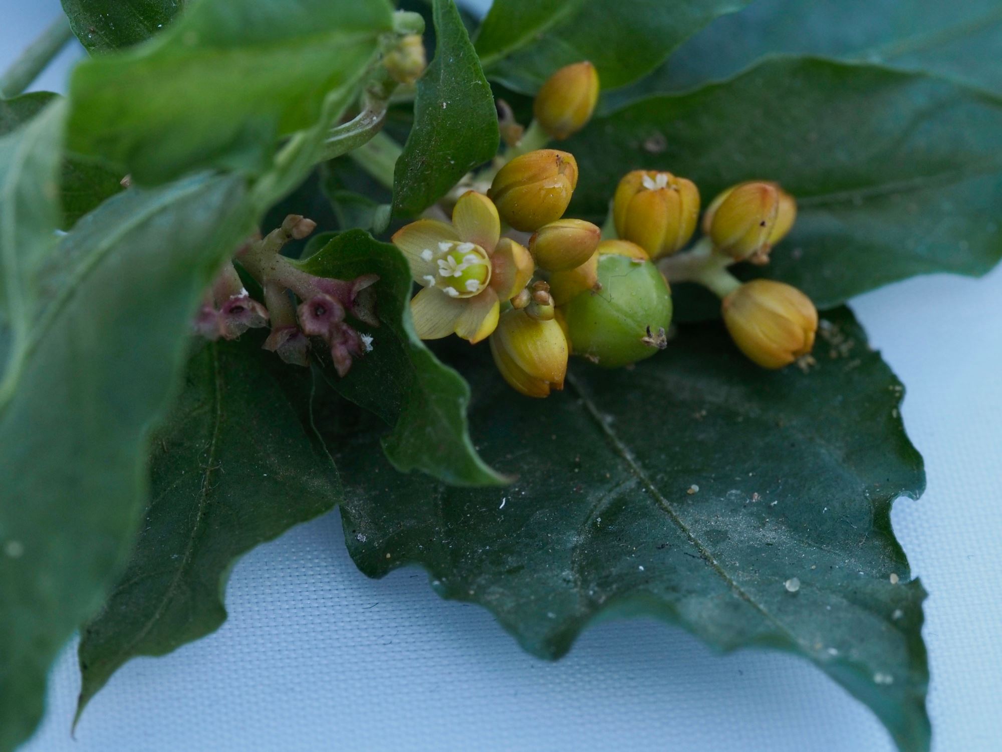 Image of Pleuropetalum darwinii