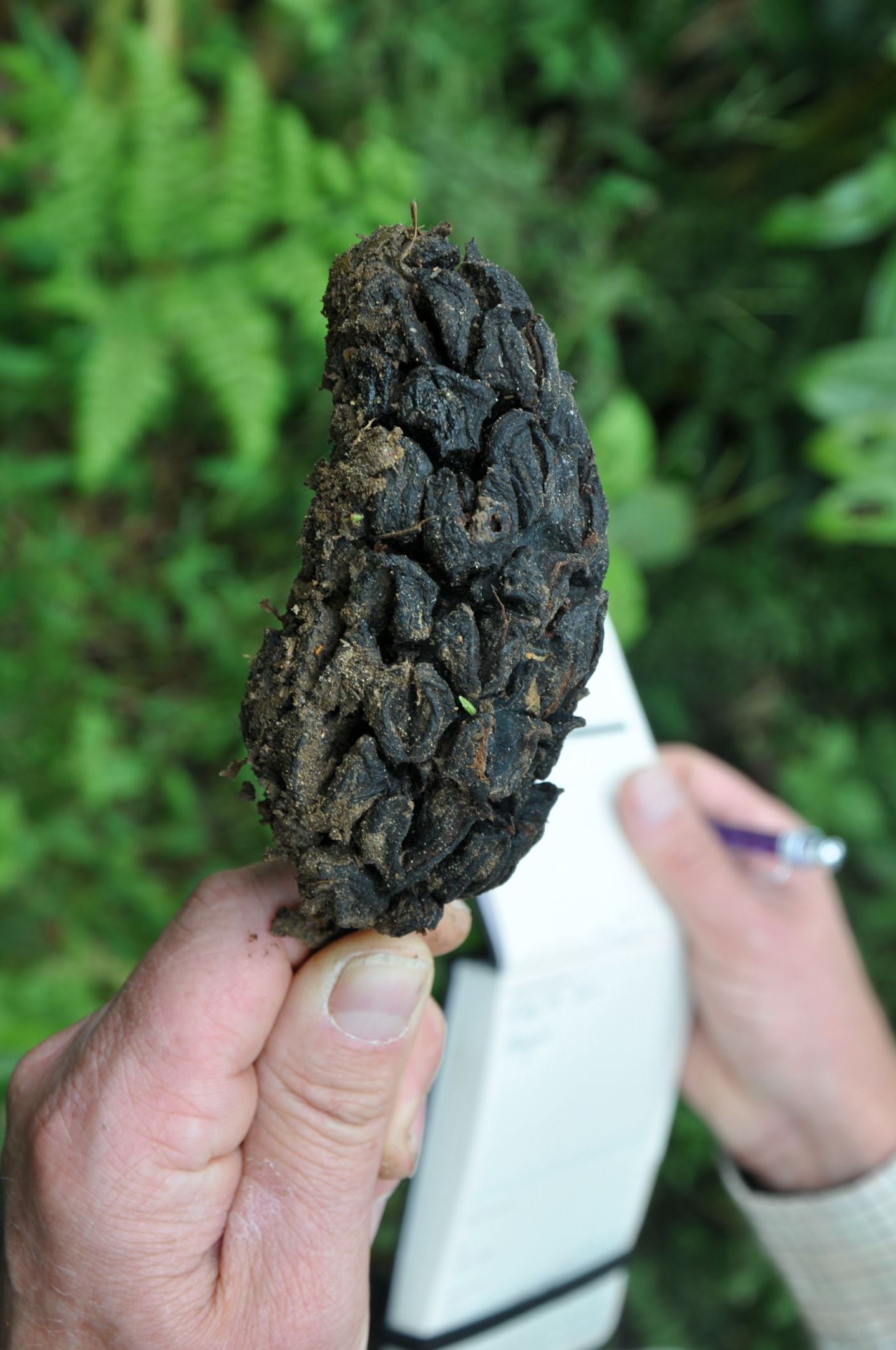 Image of Magnolia sapaensis