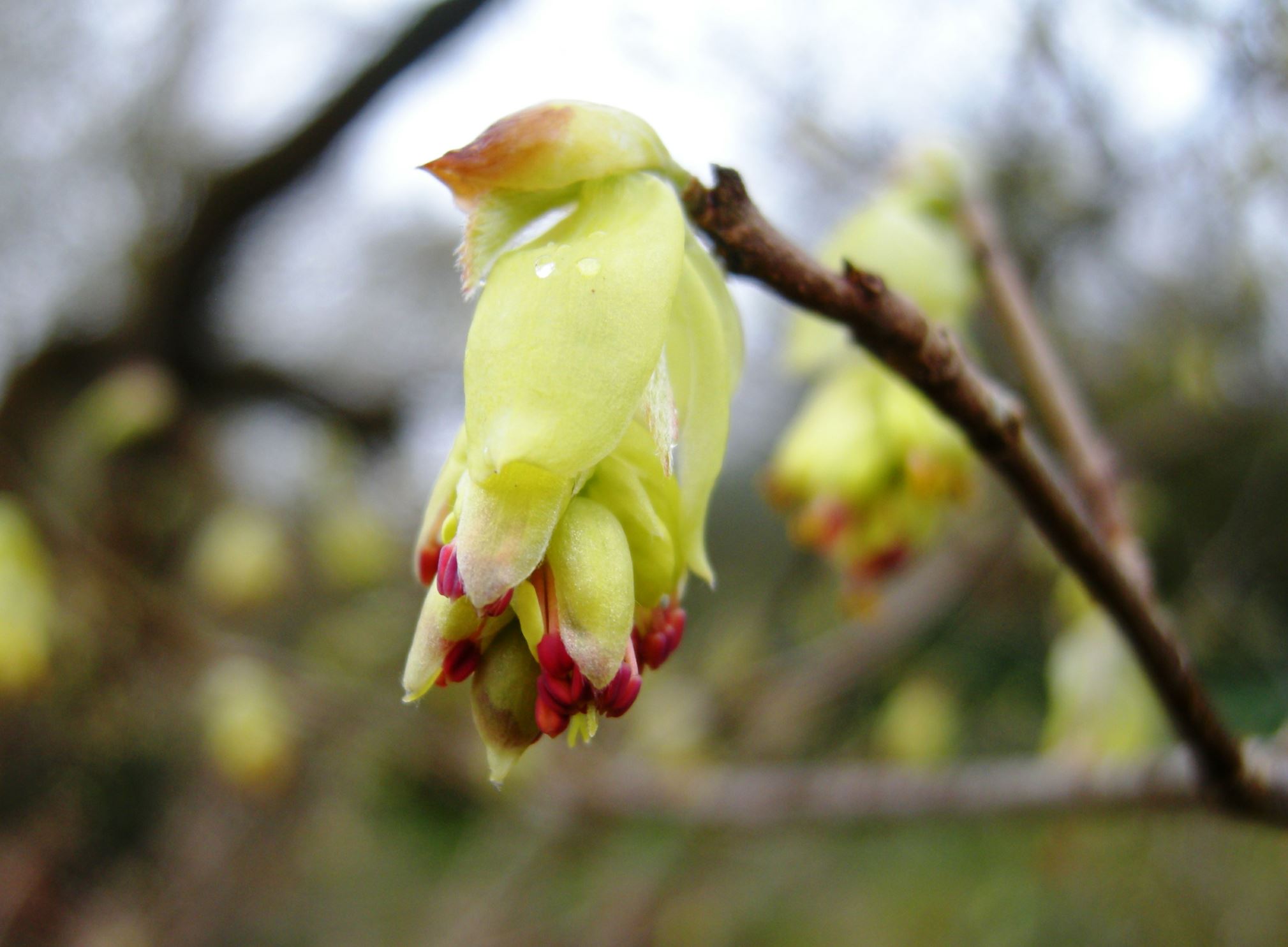 Image of Corylopsis spicata