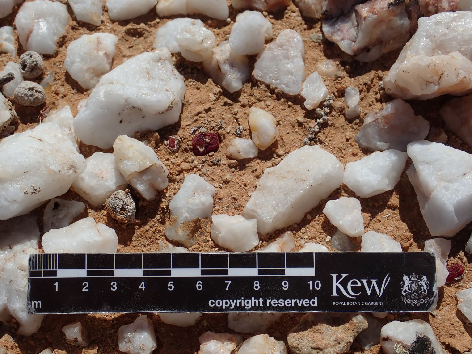 Image of Conophytum maughanii