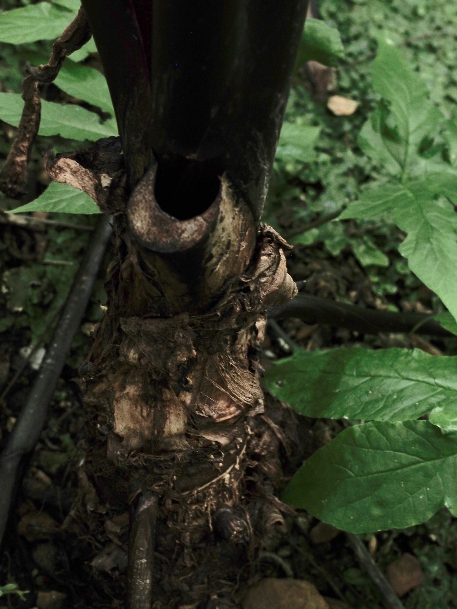 Image of Colocasia fontanesii