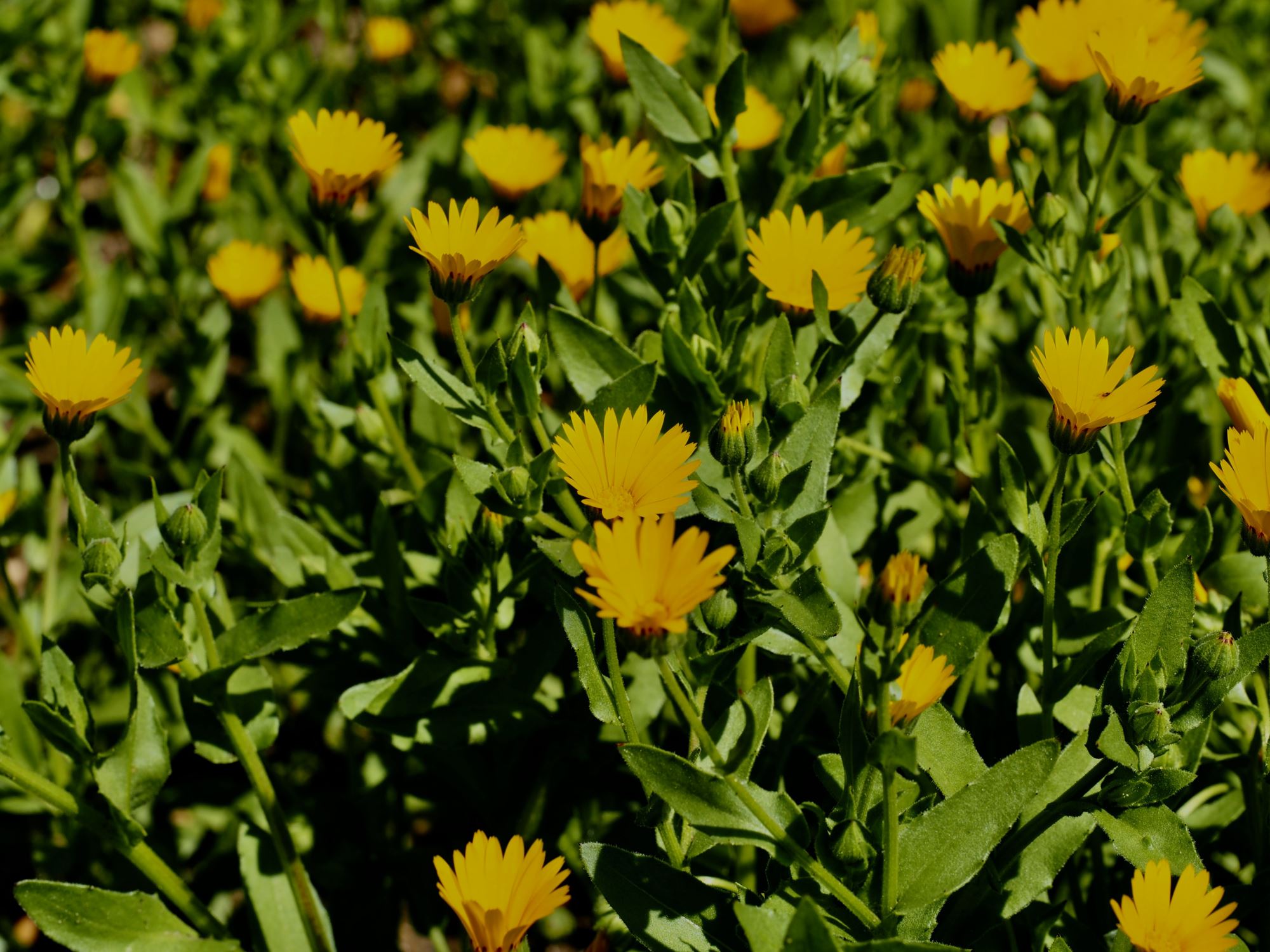 Image of Calendula officinalis