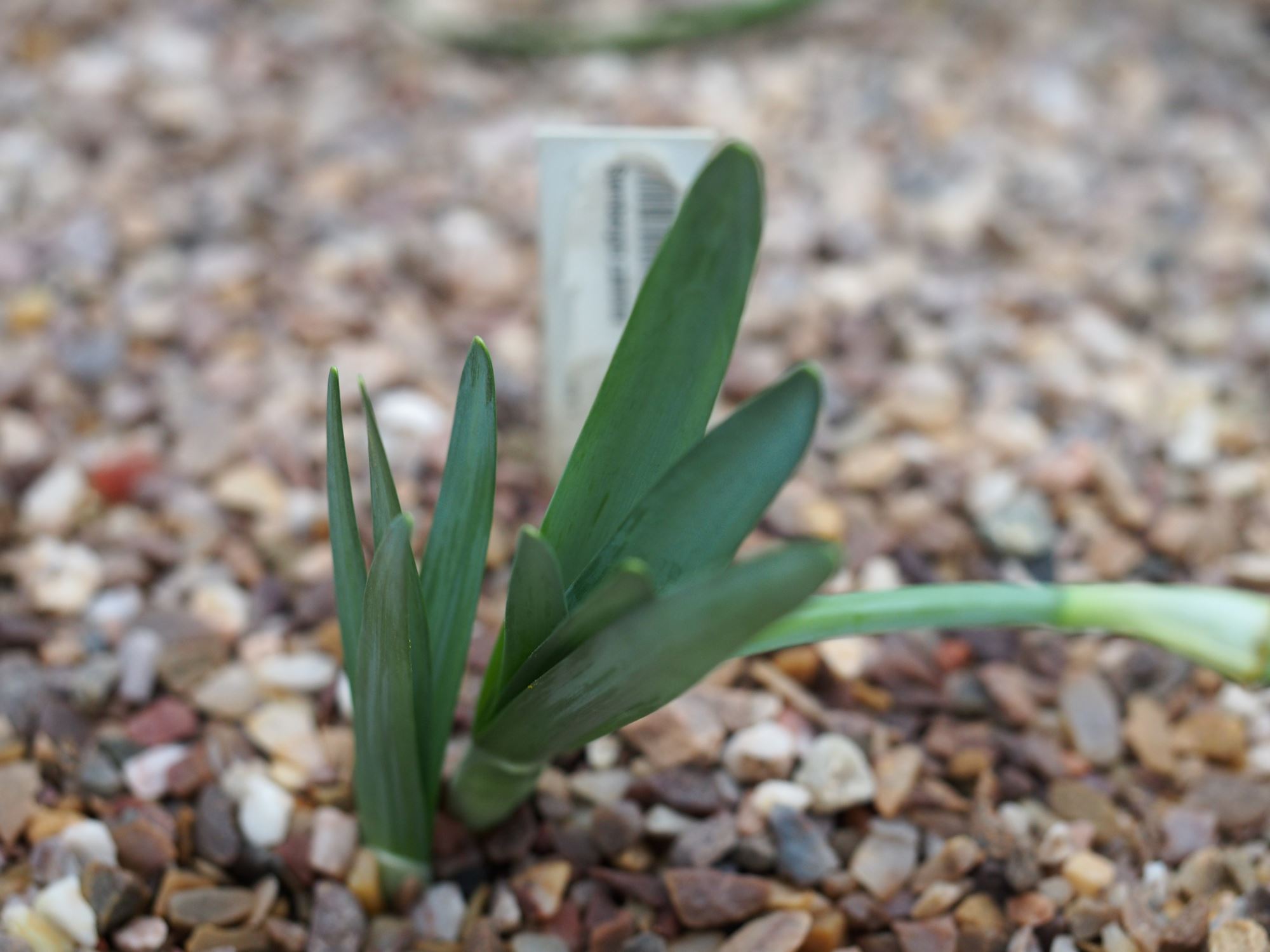 Image of Sternbergia candida