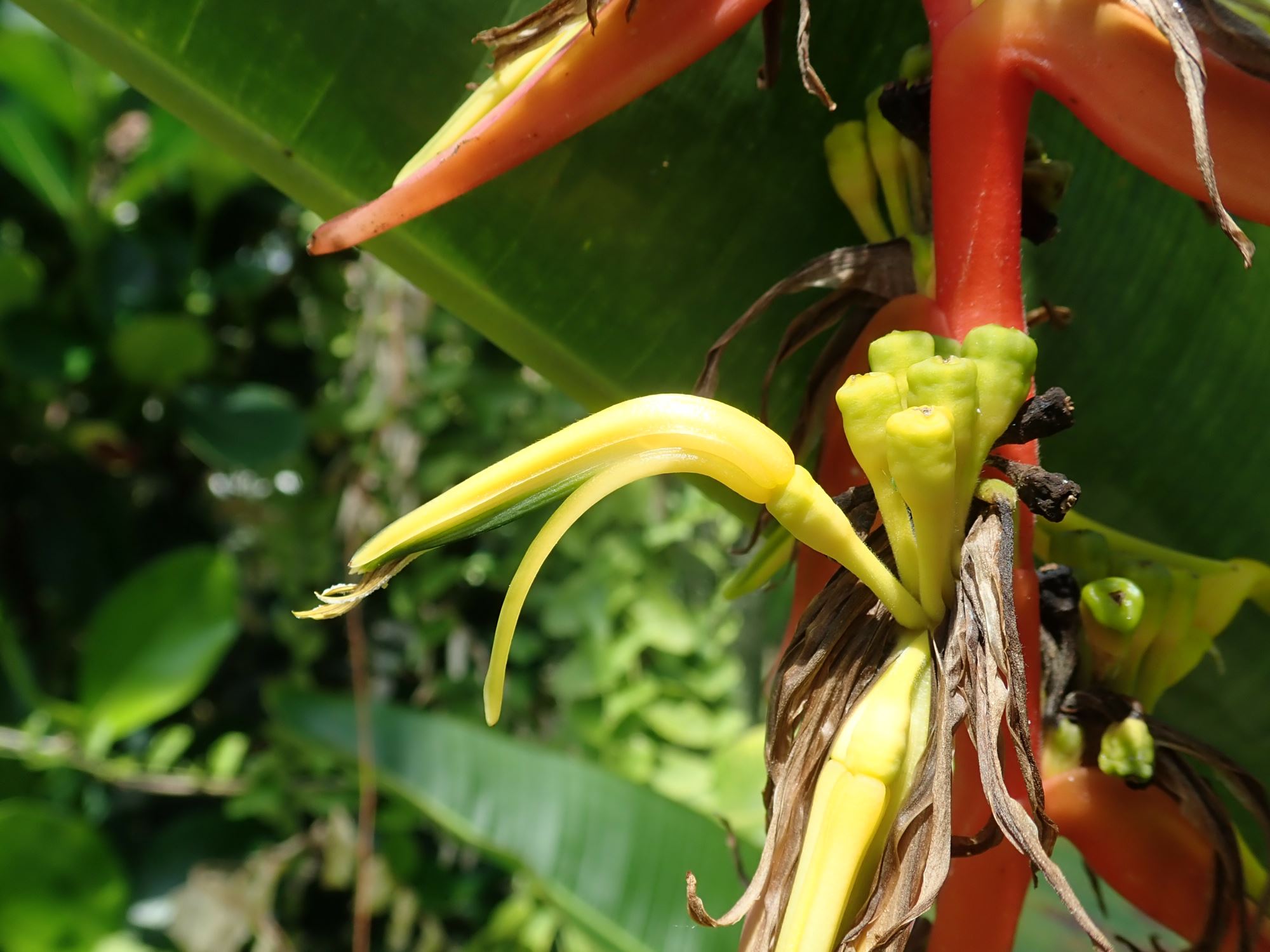 Image of Heliconia latispatha