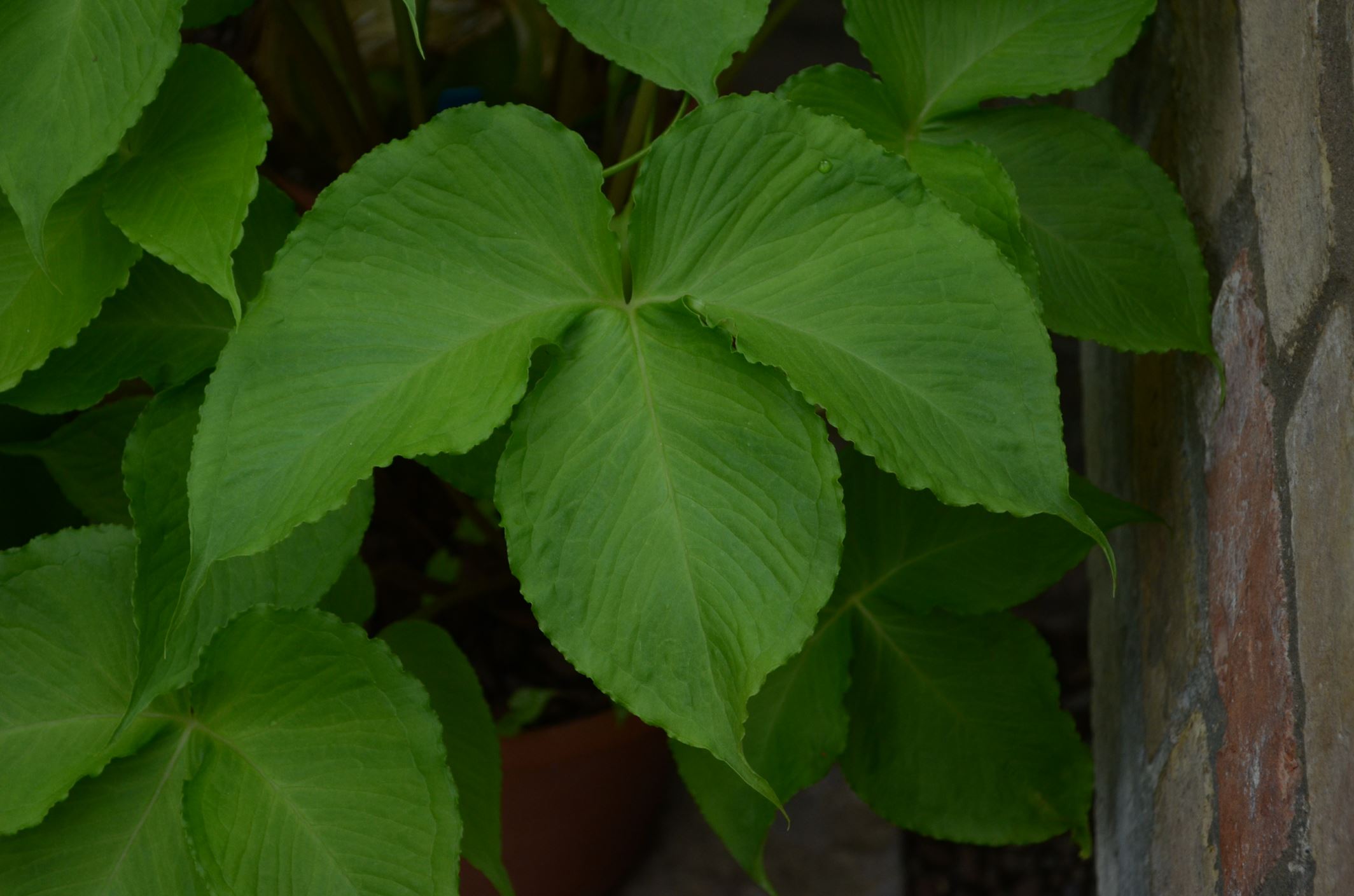 Image of Pinellia tripartita