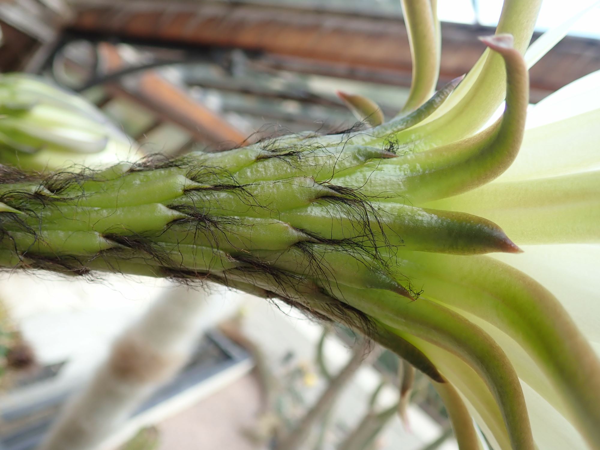 Image of Echinopsis spachiana