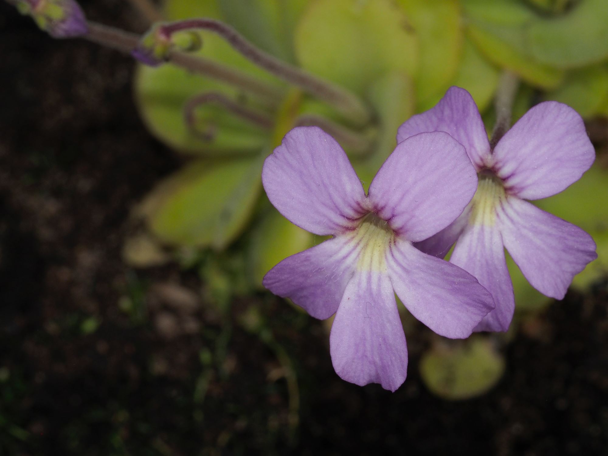 Image of Pinguicula laueana Ã— P. agnata