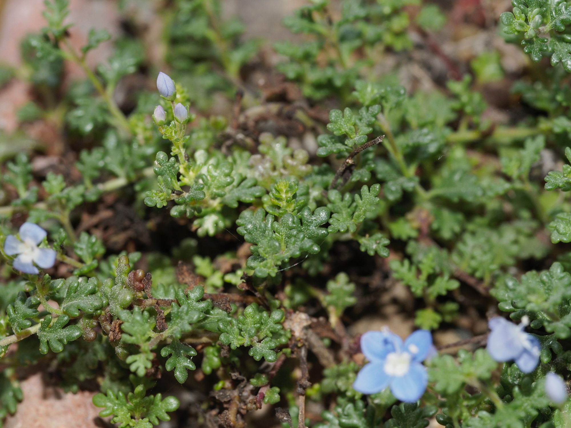 Image of Veronica oltensis