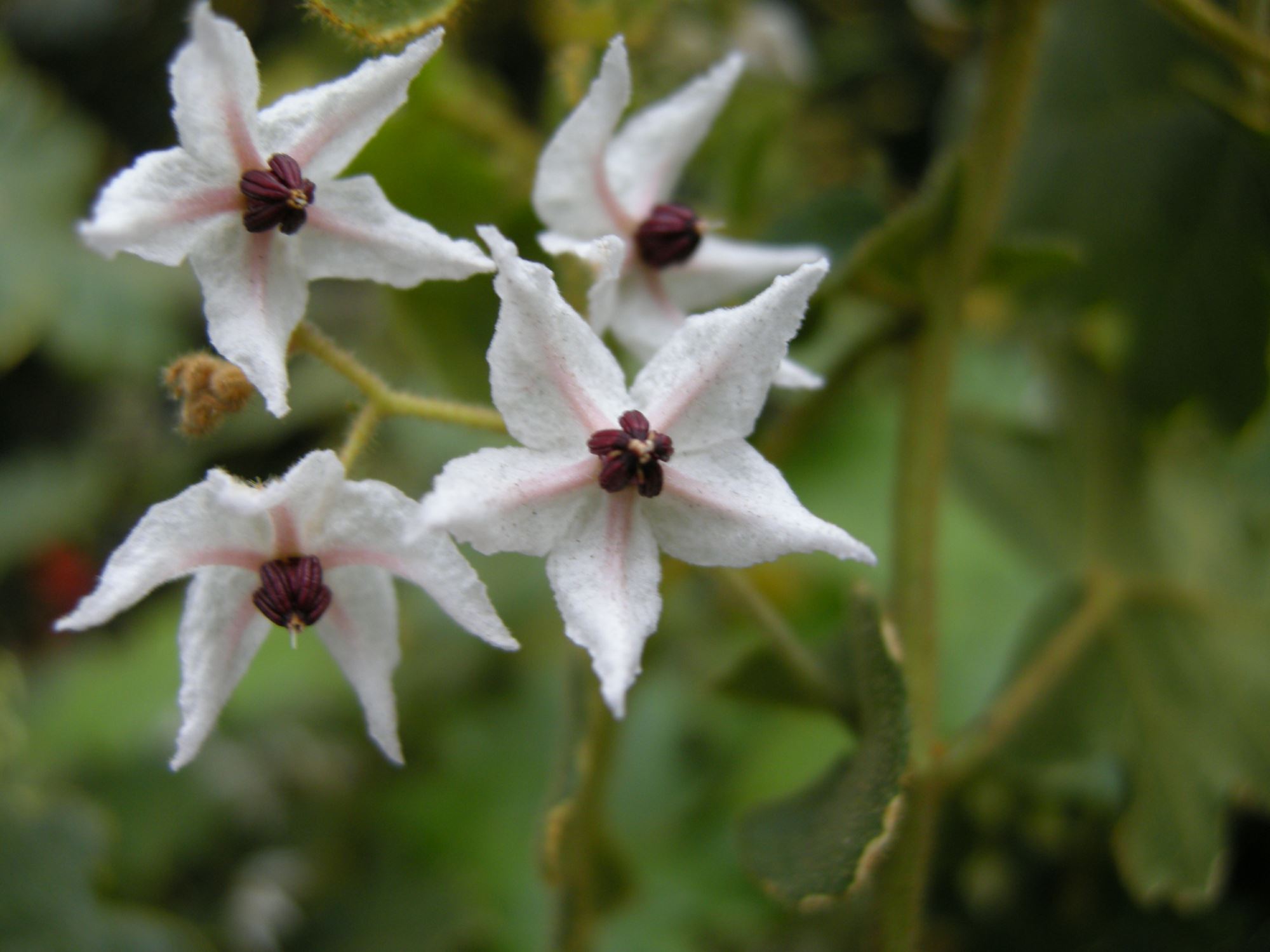Image of Thomasia solanacea