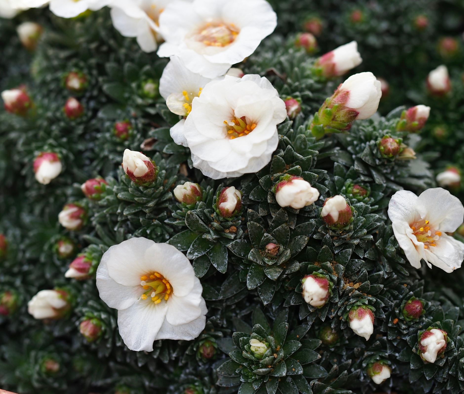Image of Saxifraga 'Joy Bishop'