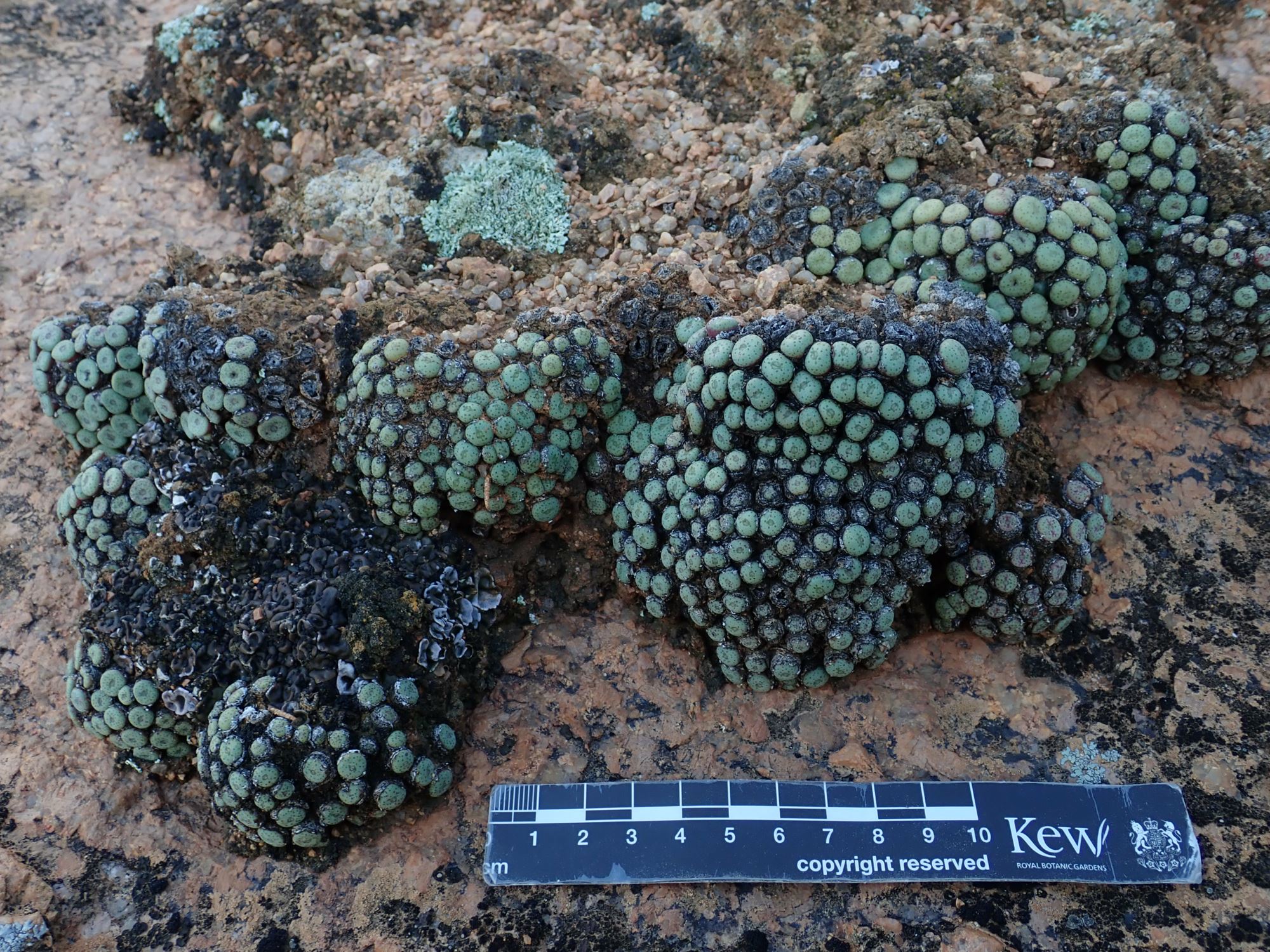 Image of Conophytum sp.