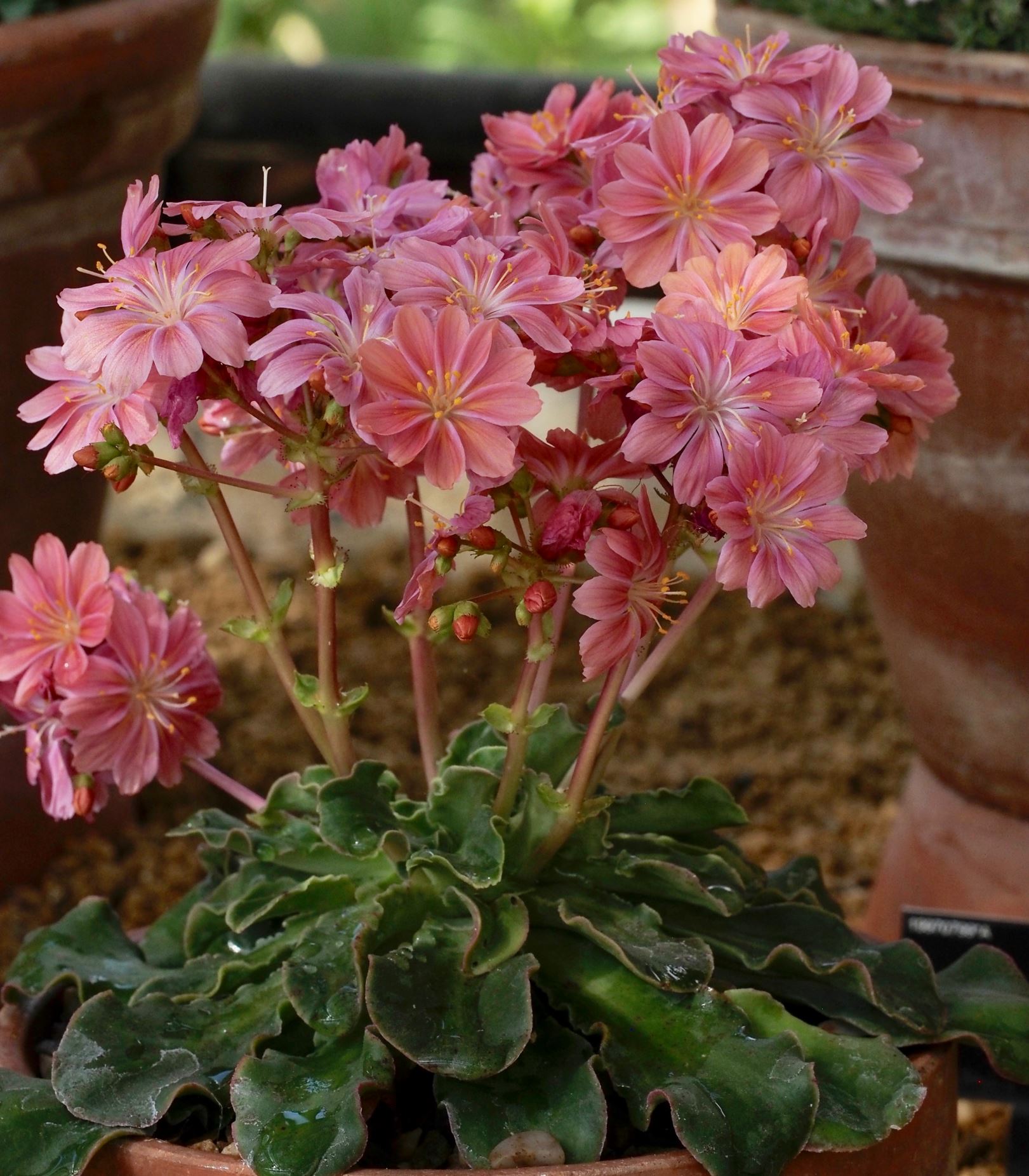 Image of Lewisia cotyledon