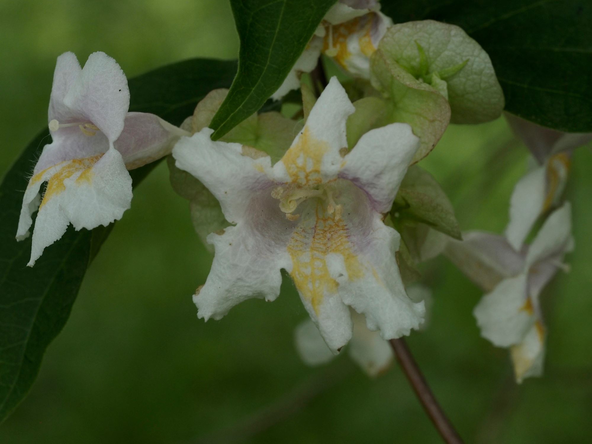 Image of Linnaea dipelta