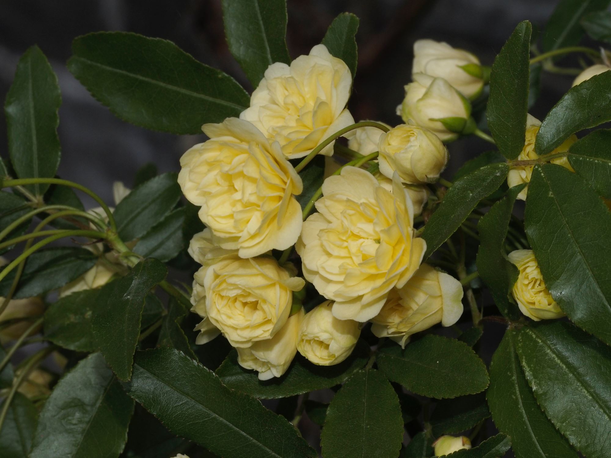 Image of Rosa banksiae 'Lutea'