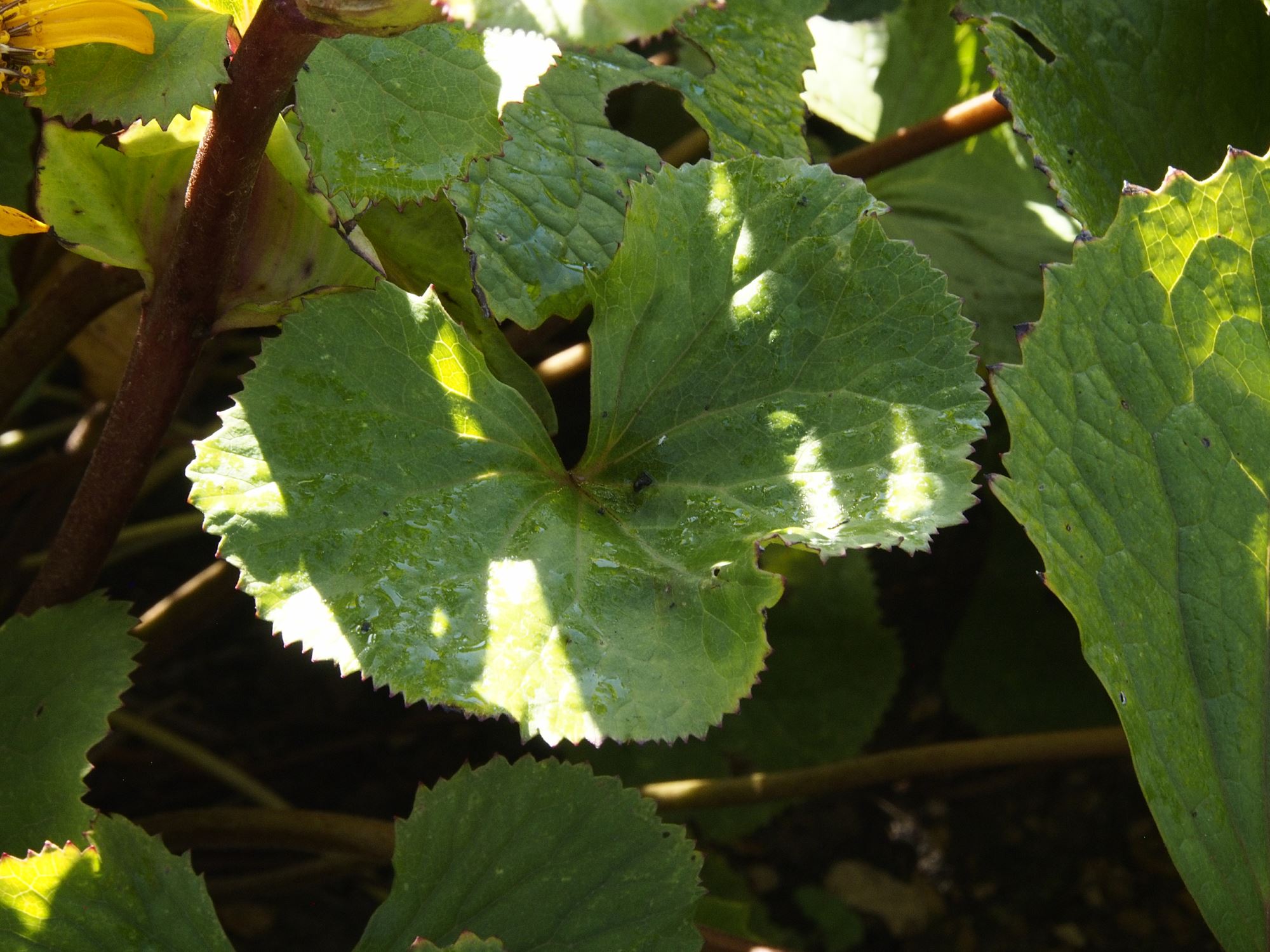 Image of Ligularia dentata 'Desdemona'