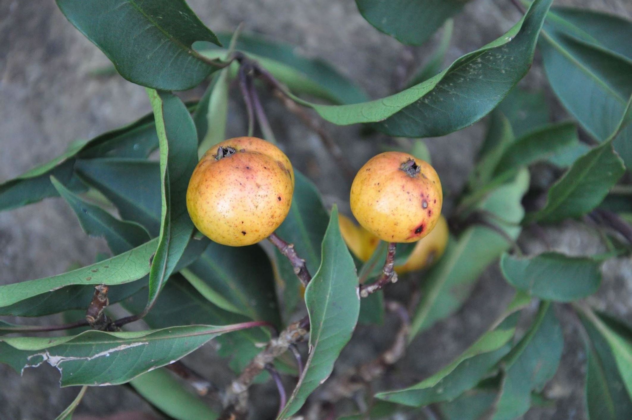 Image of Ilex sp.