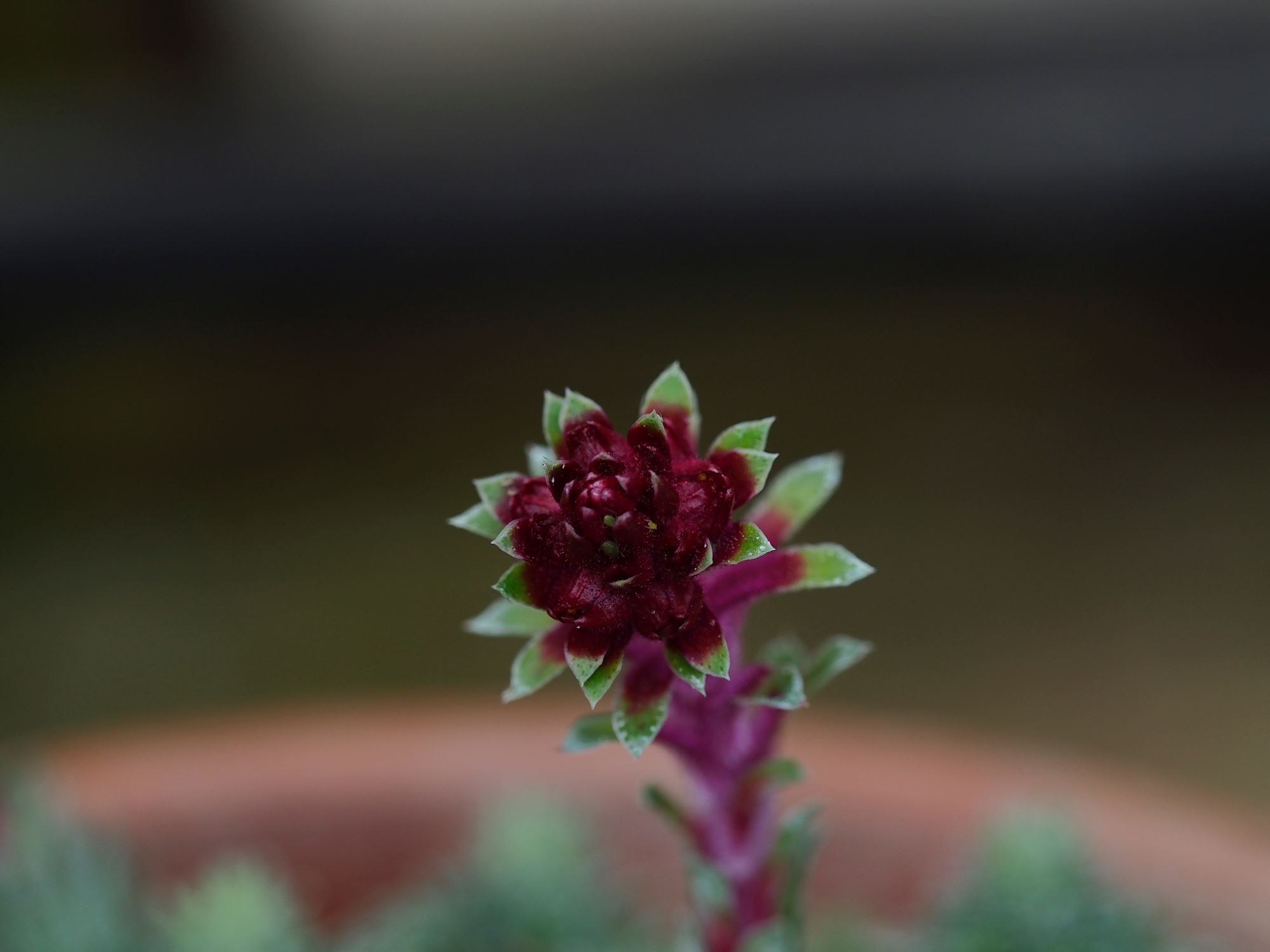 Image of Saxifraga sempervivum