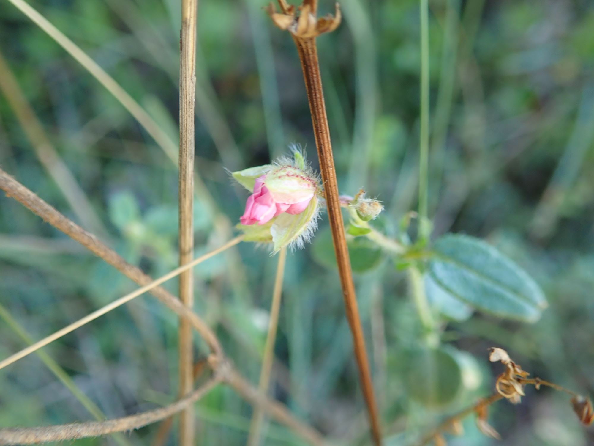 Image of Helianthemum nummularium var. pyrenaicum