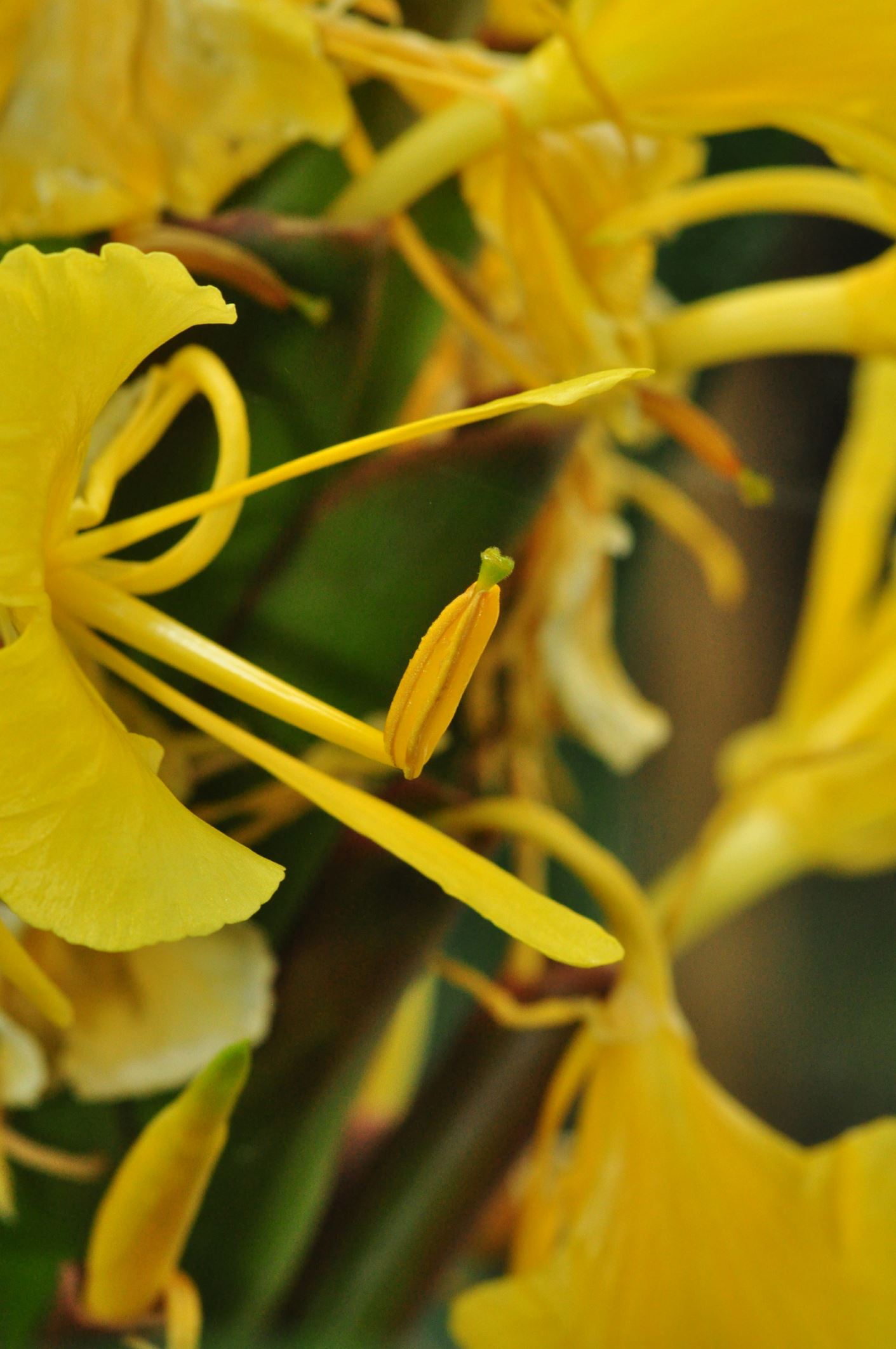 Image of Hedychium wardii