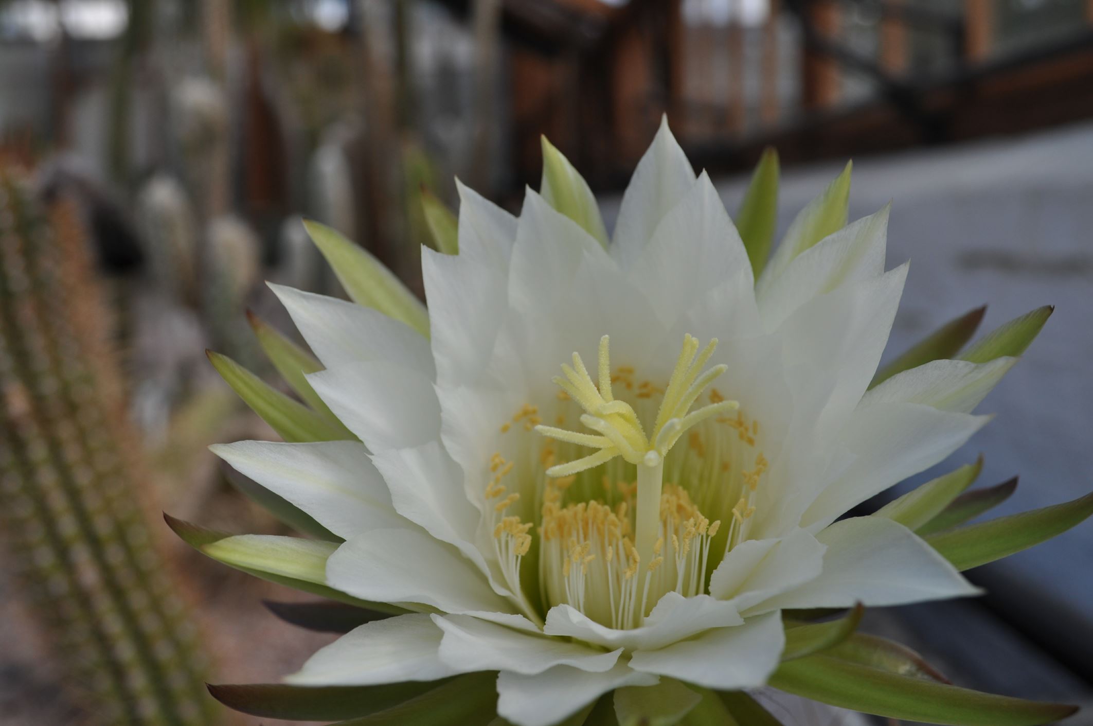 Image of Echinopsis atacamensis subsp. pasacana