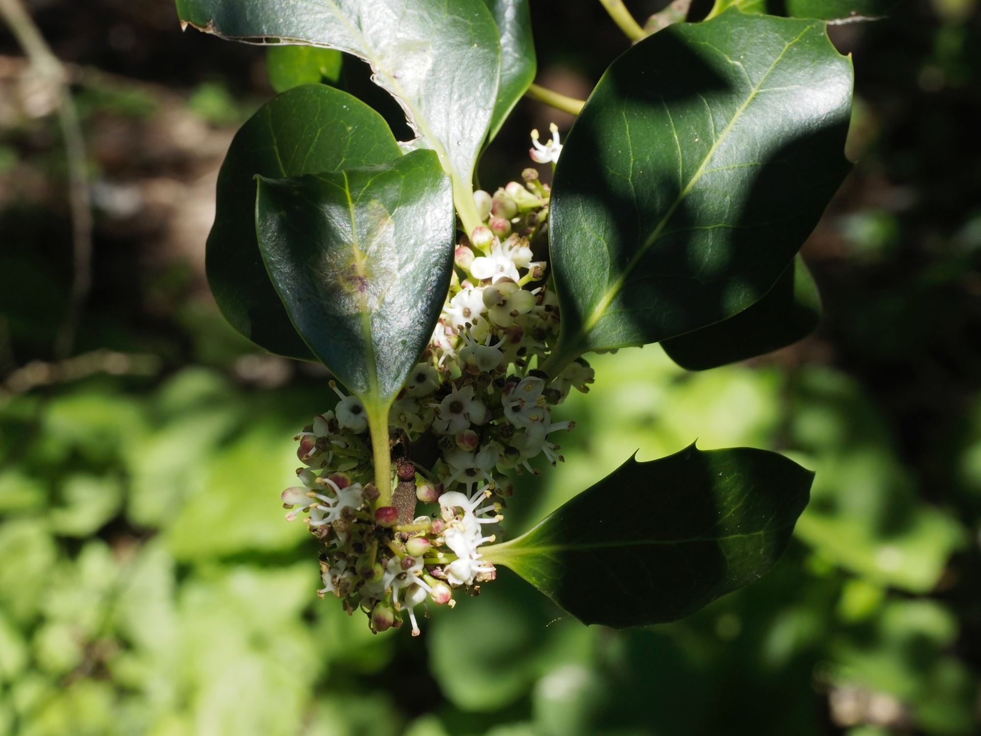 Image of Ilex Ã— altaclerensis 'Hodginsii'