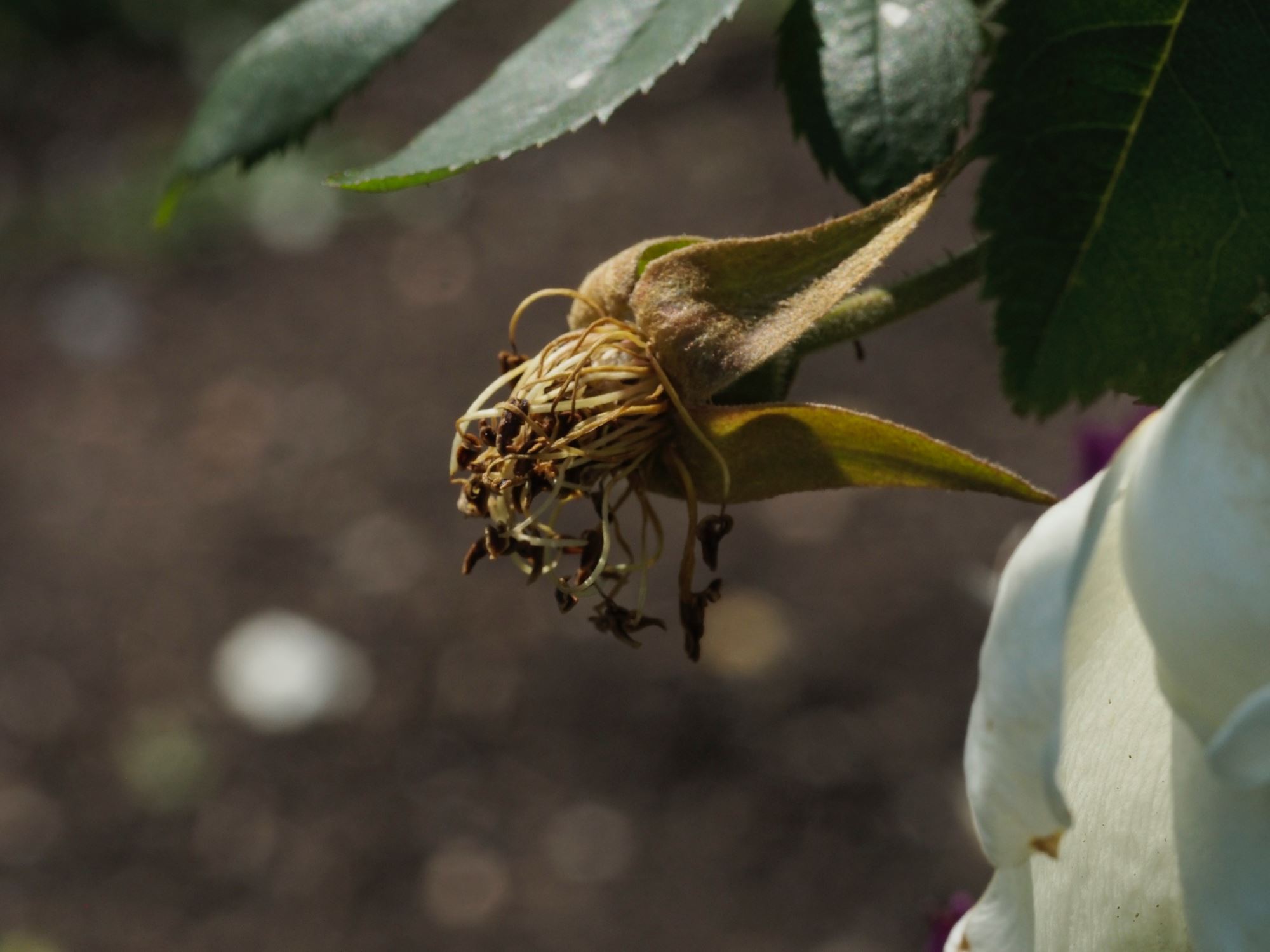 Image of Rosa 'Fruhlingsgold'