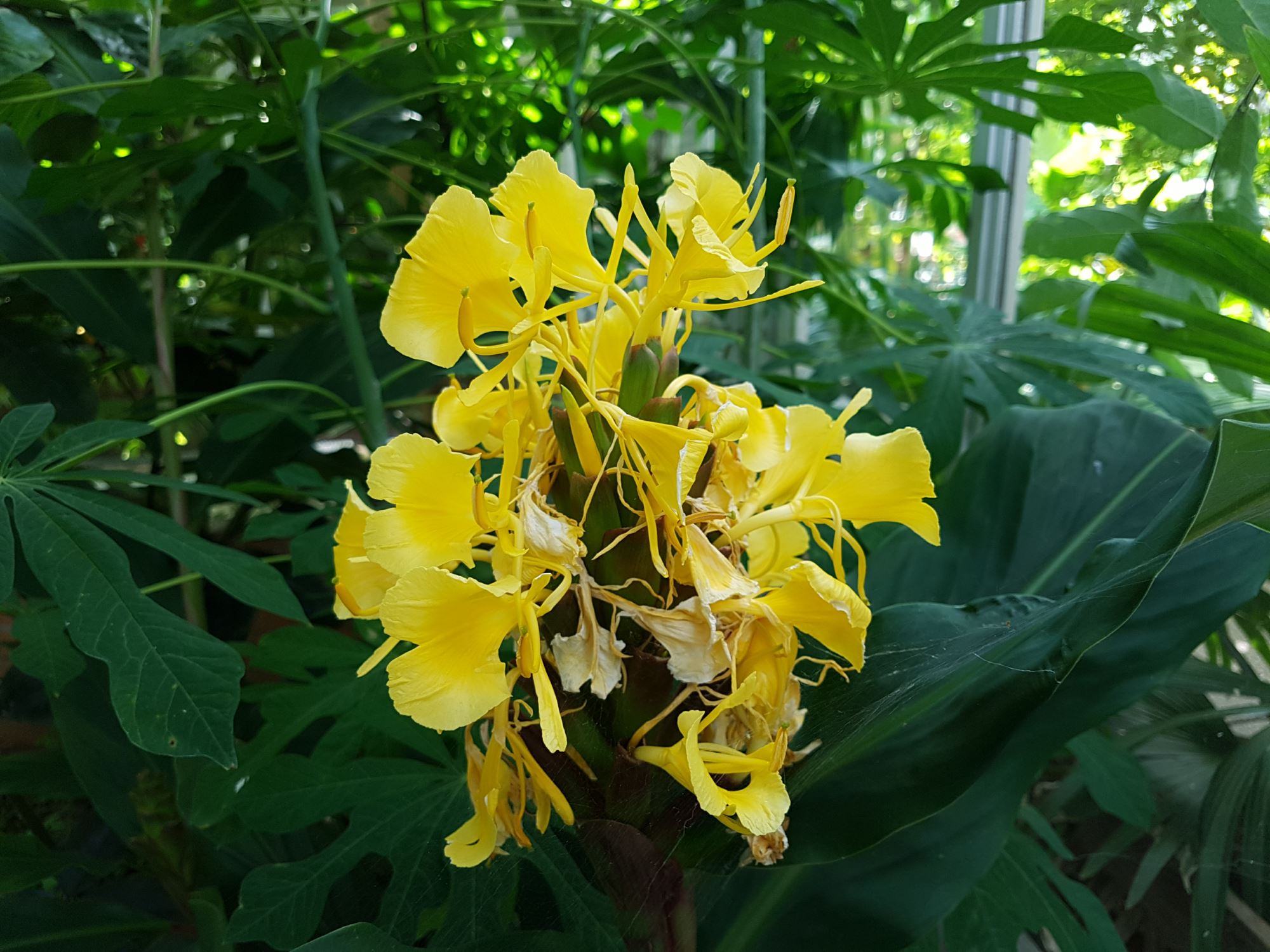 Image of Hedychium wardii