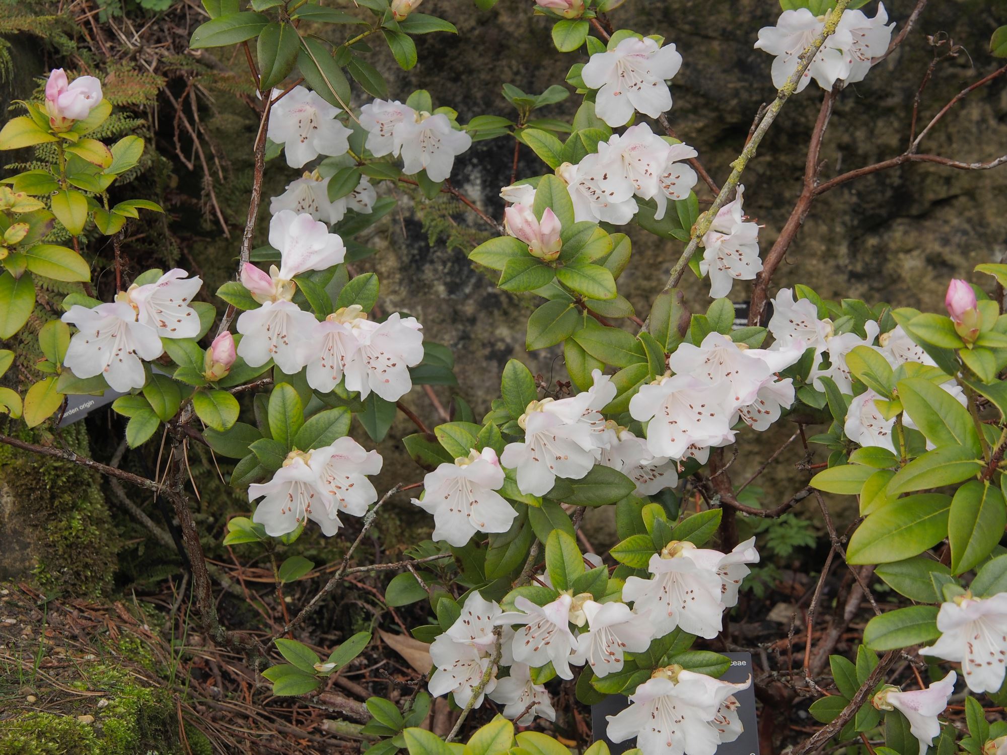 Image of Rhododendron ciliatum