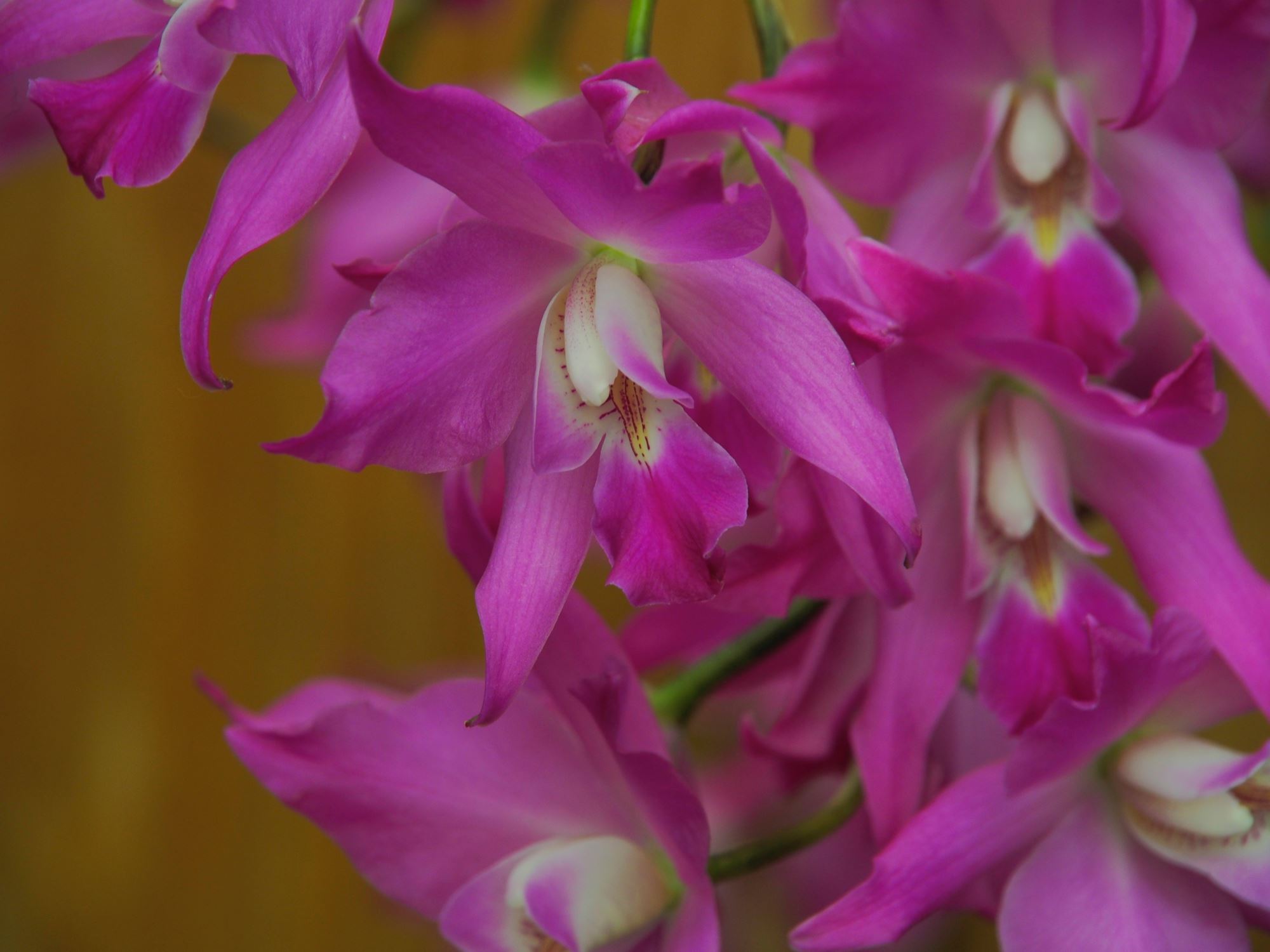Image of Laelia autumnalis