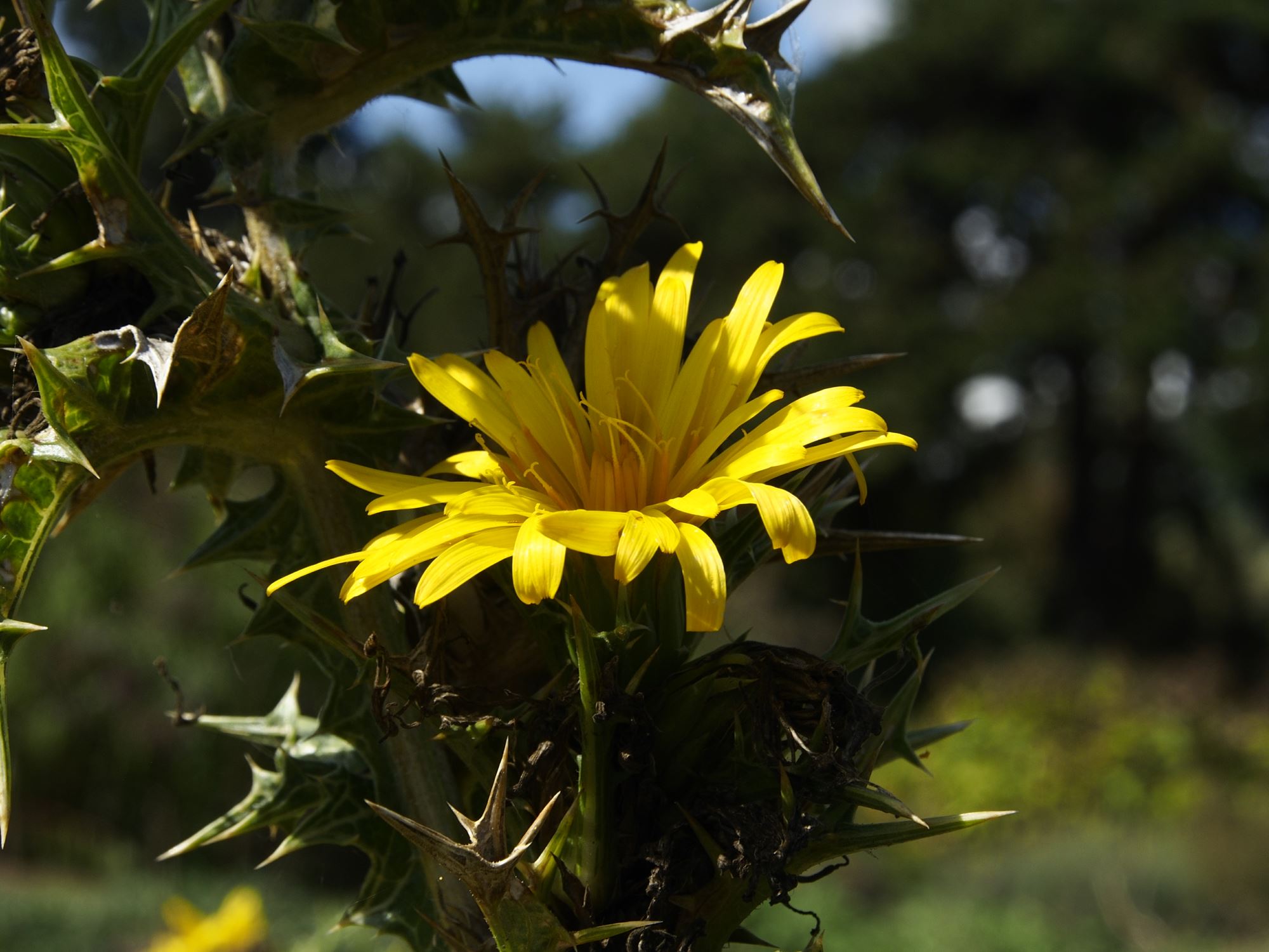 Image of Scolymus hispanicus