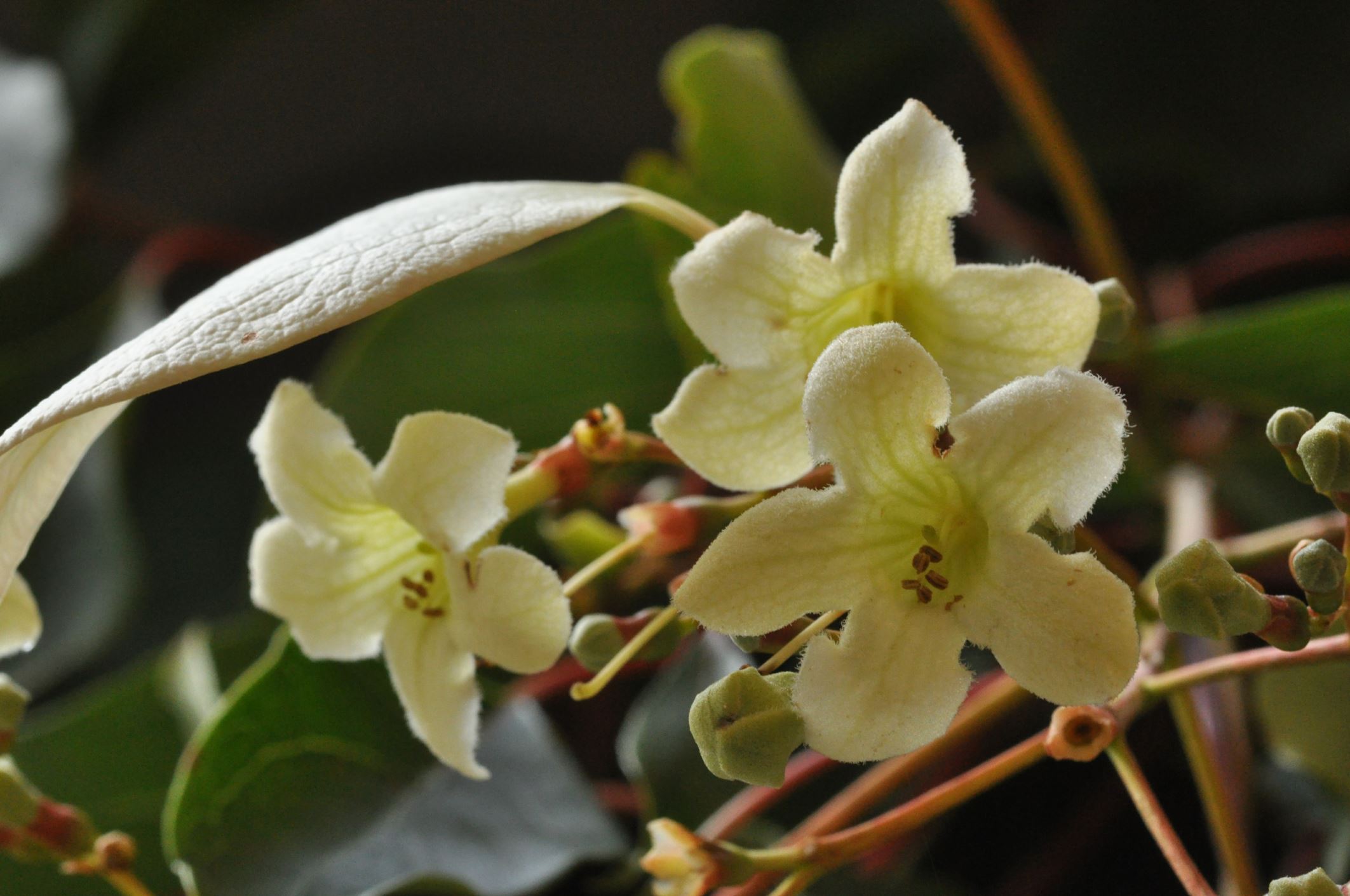Image of Emmenopterys henryi