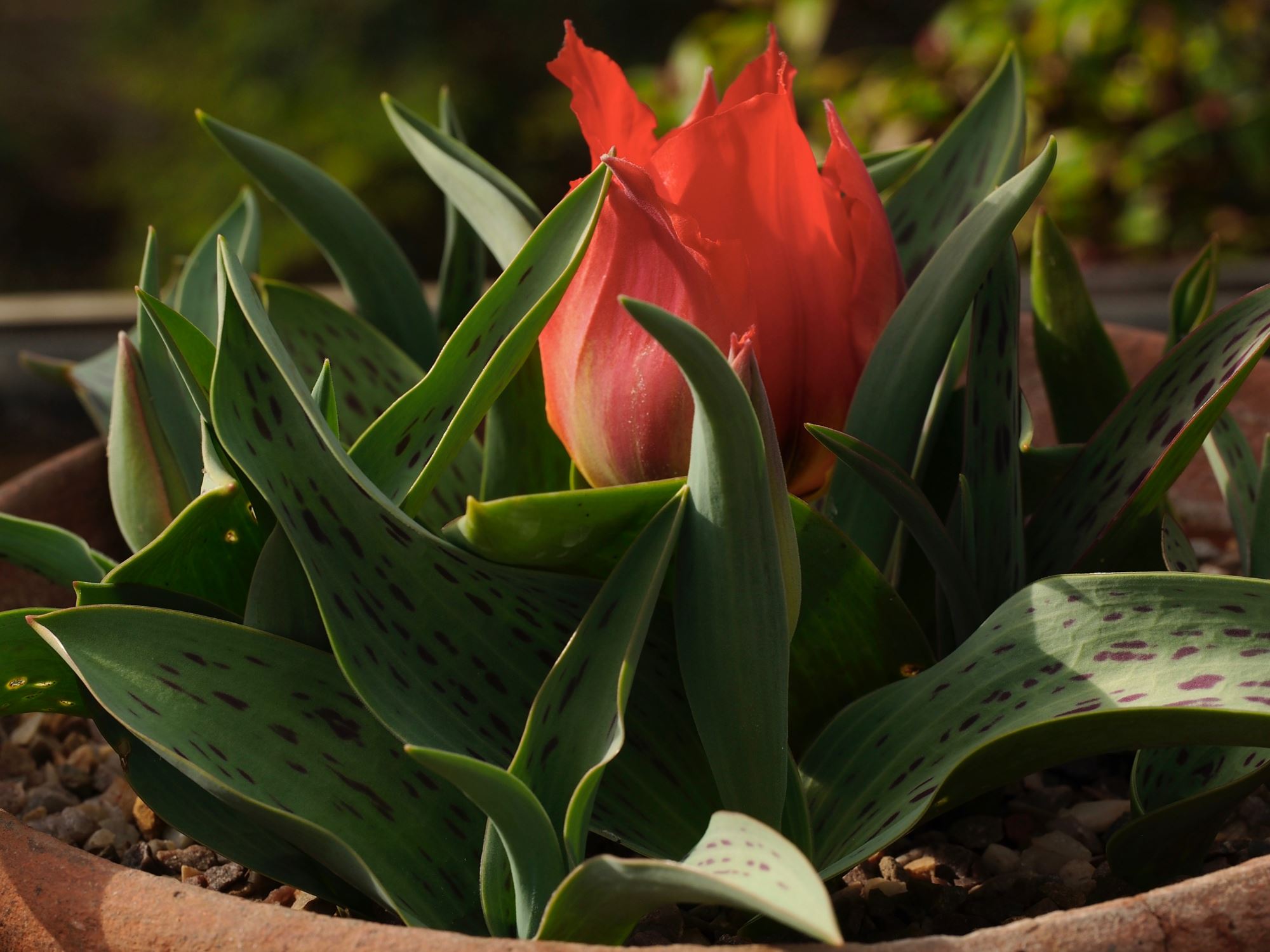 Image of Tulipa greigii