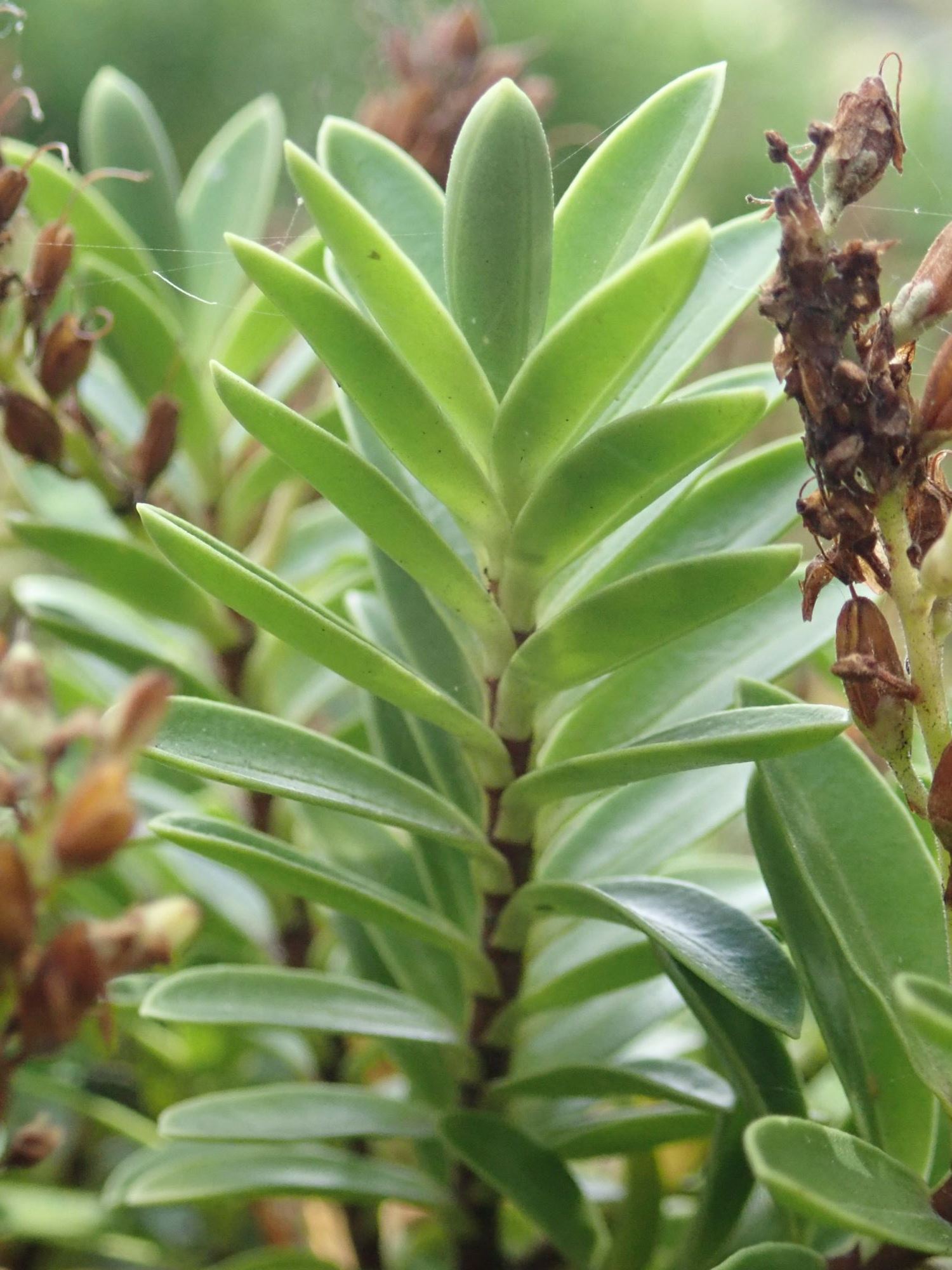 Image of Veronica rakaiensis