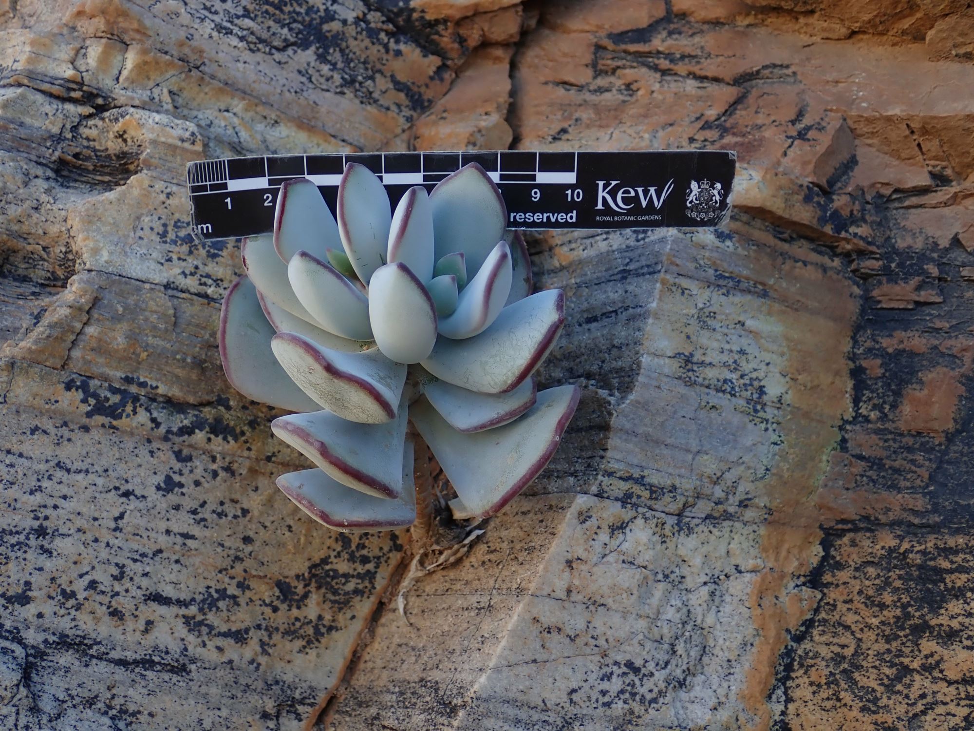 Image of Cotyledon orbiculata