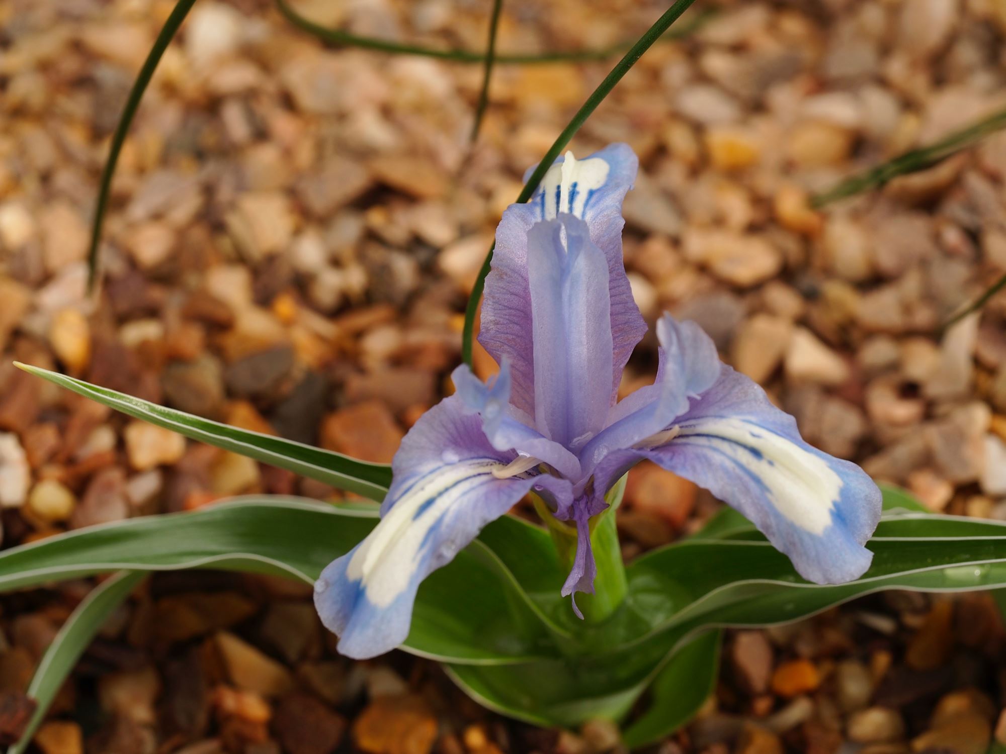 Image of Iris willmottiana