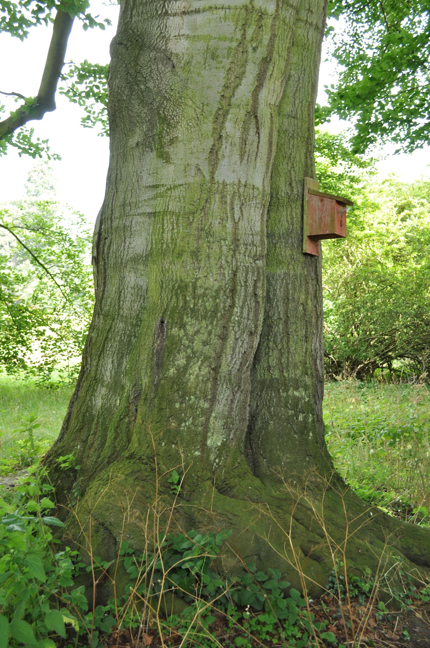 Image of Fagus sylvatica