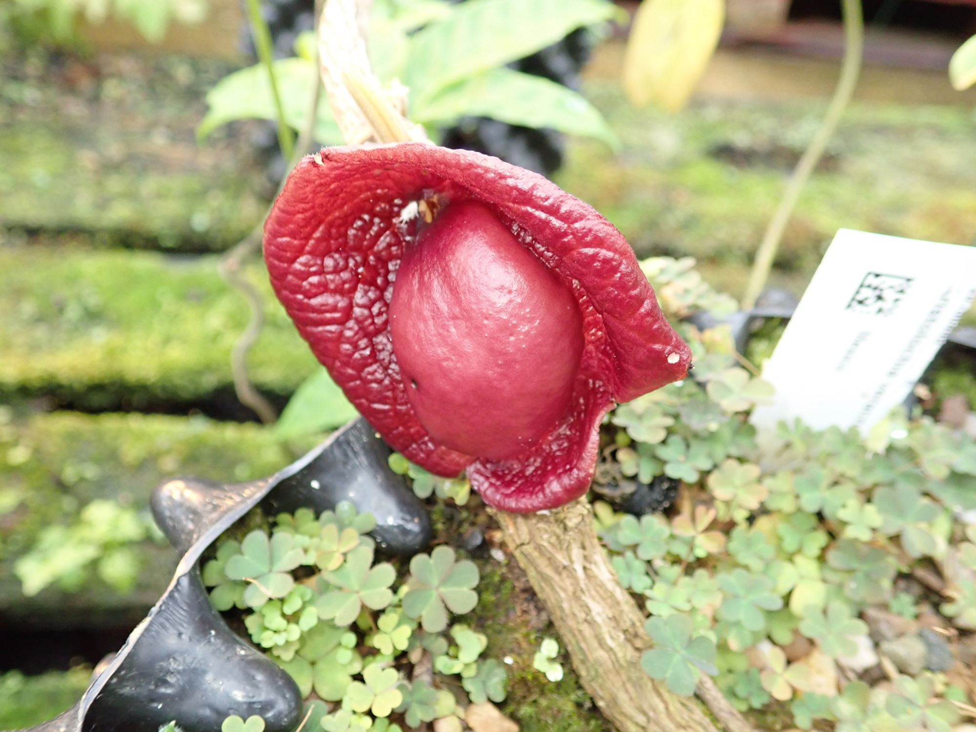 Image of Aristolochia veracruzana