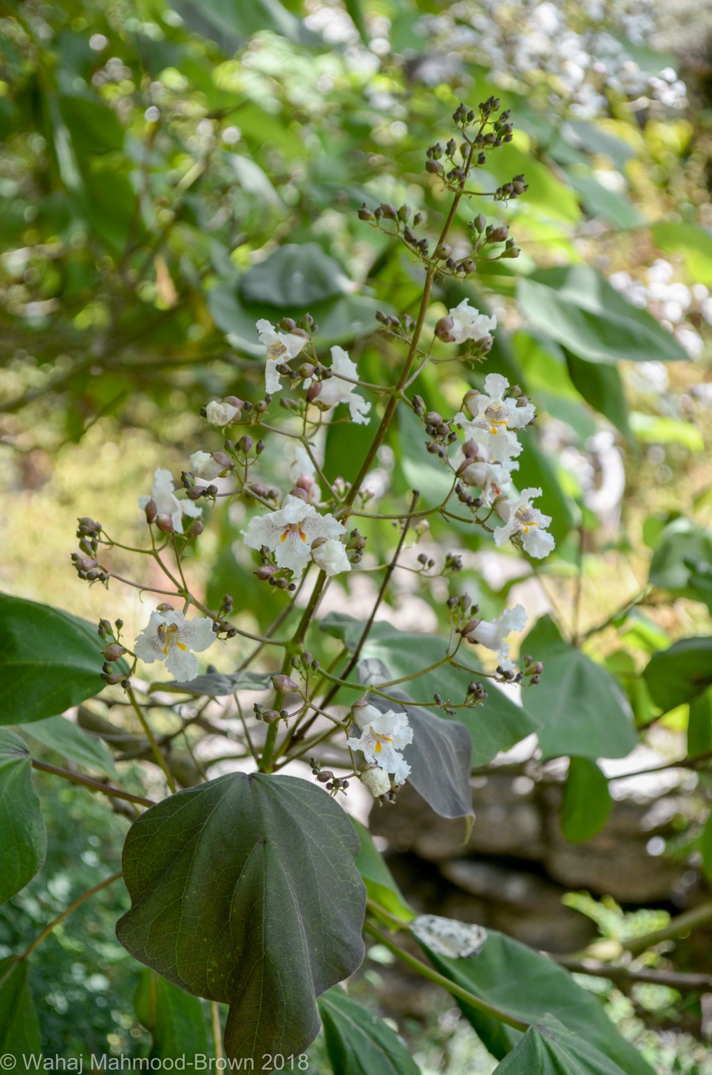 Image of Catalpa Ã— erubescens 'Purpurea'
